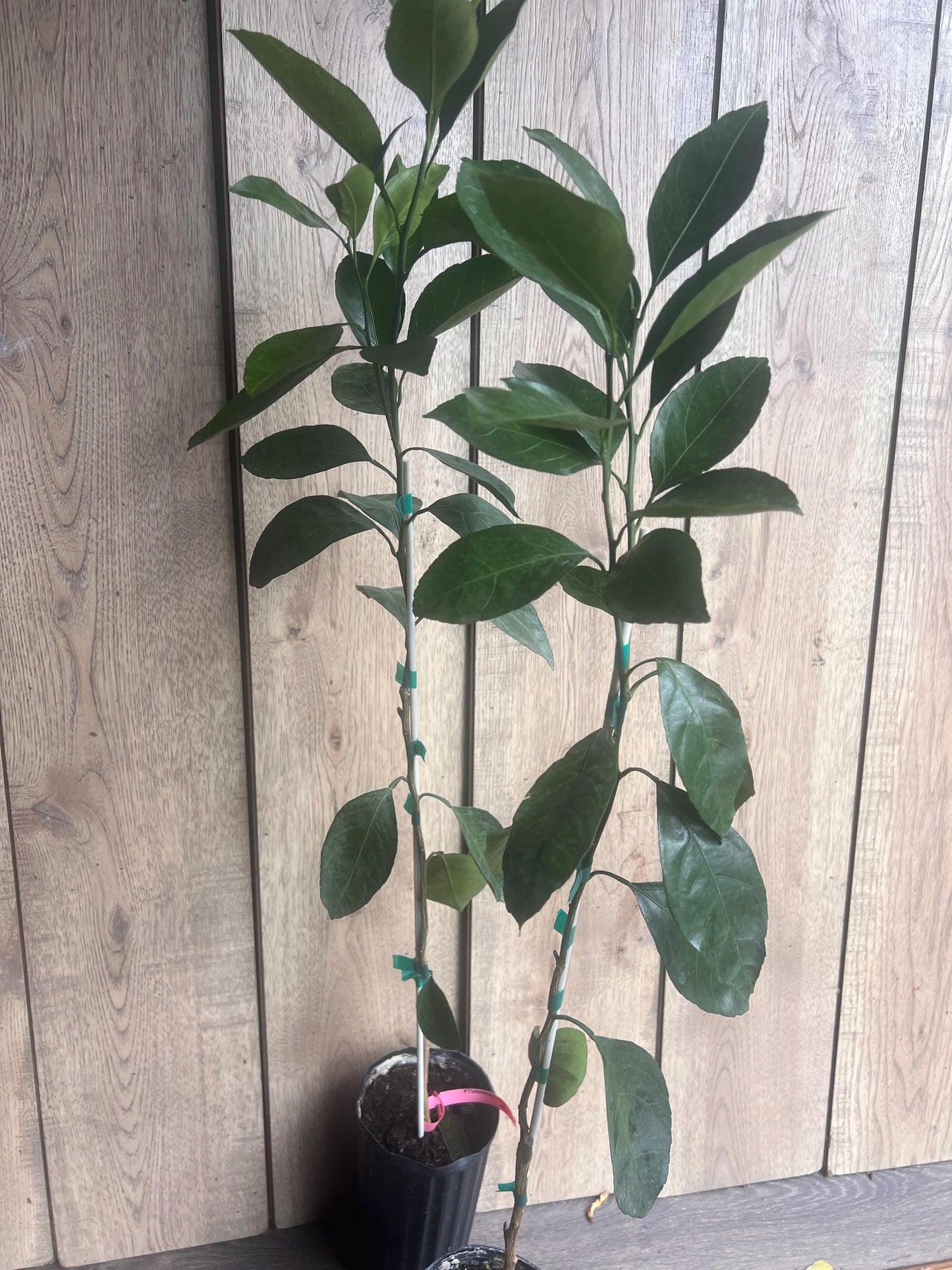Owari Tangerine Tree in half Gallon Pot, Grafted, Cold Hardy, Florida Shipping Only