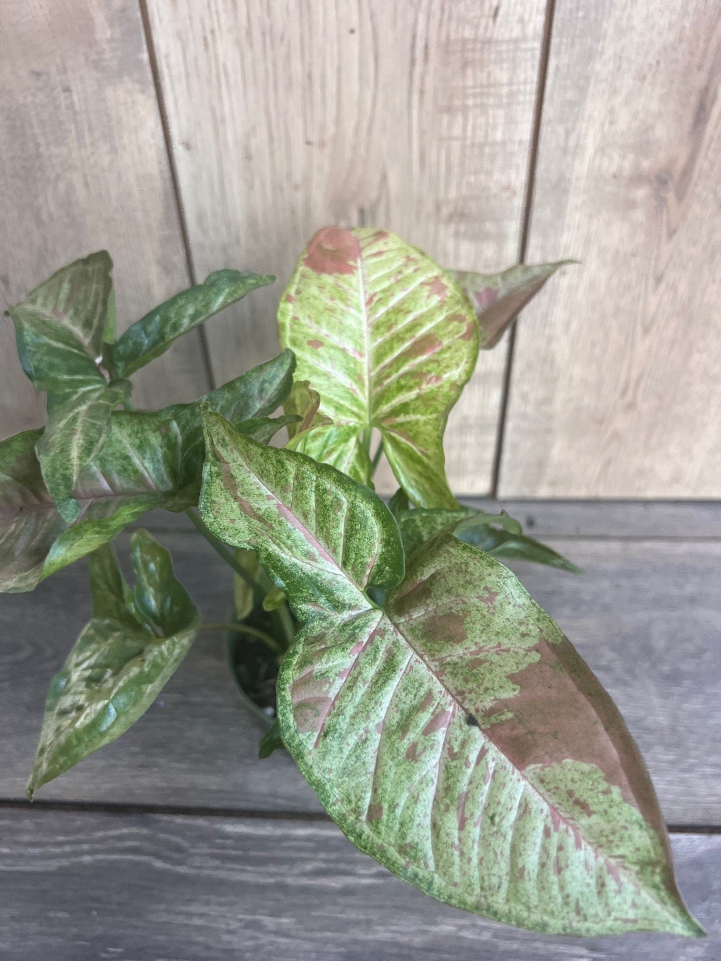 Syngonium Confetti in 4" Pot
