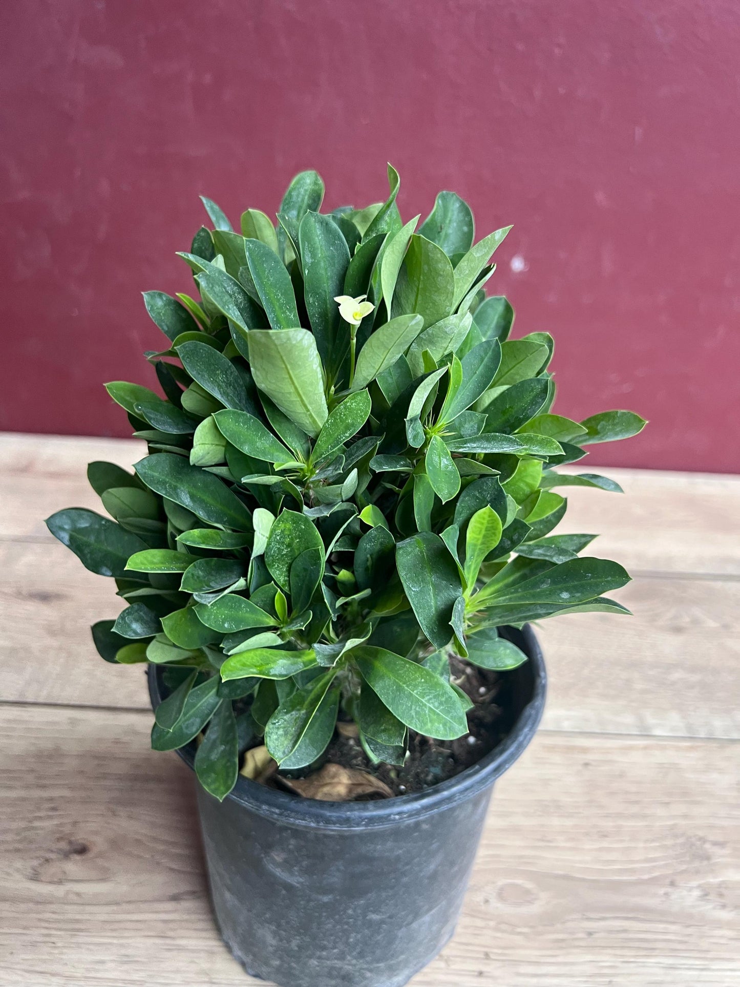 Crown of Thorns, White in 6" Pot, Euphorbia milii