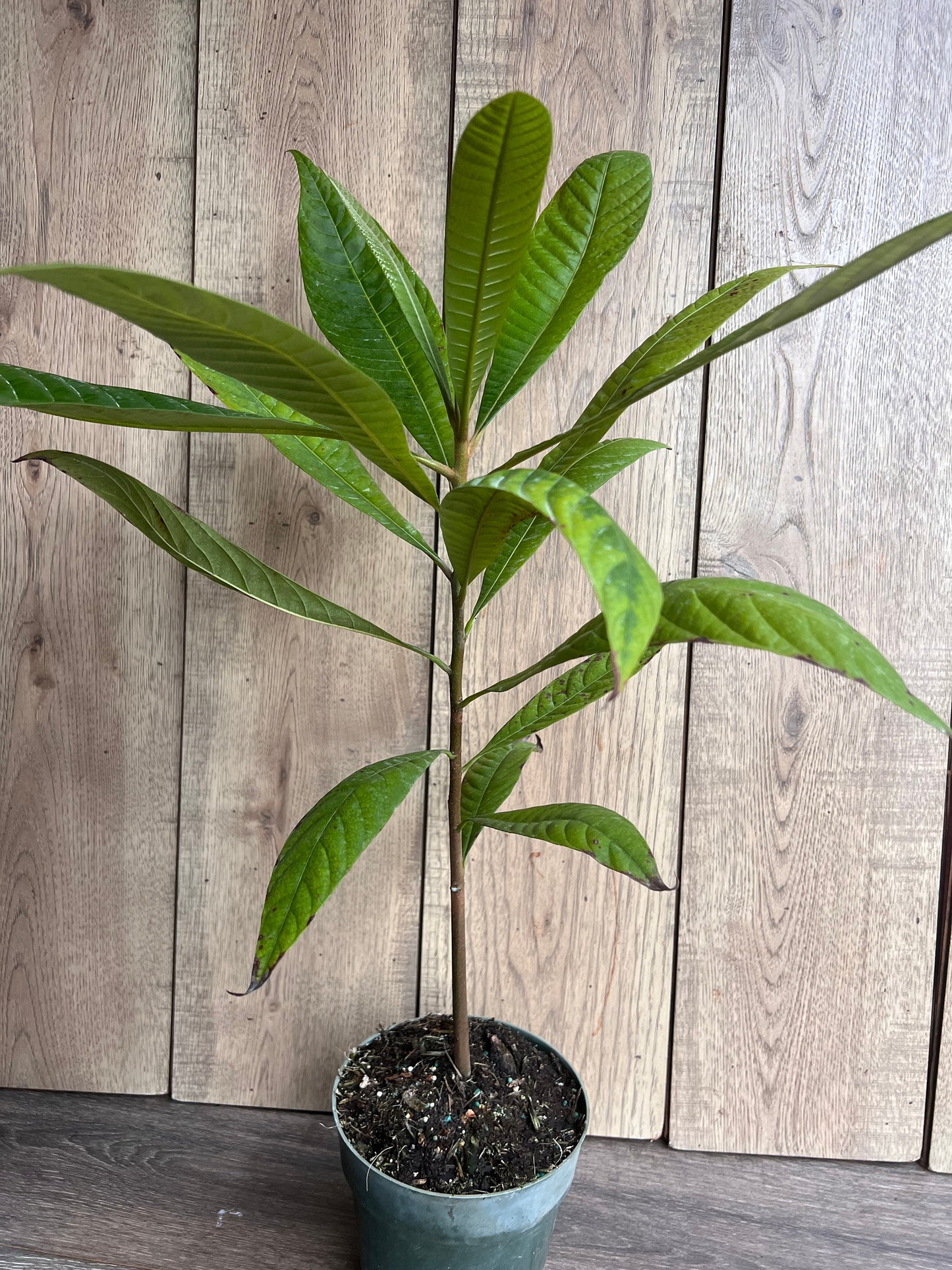 Mamey sapote , Pouteria sapota, in half Gallon Pot