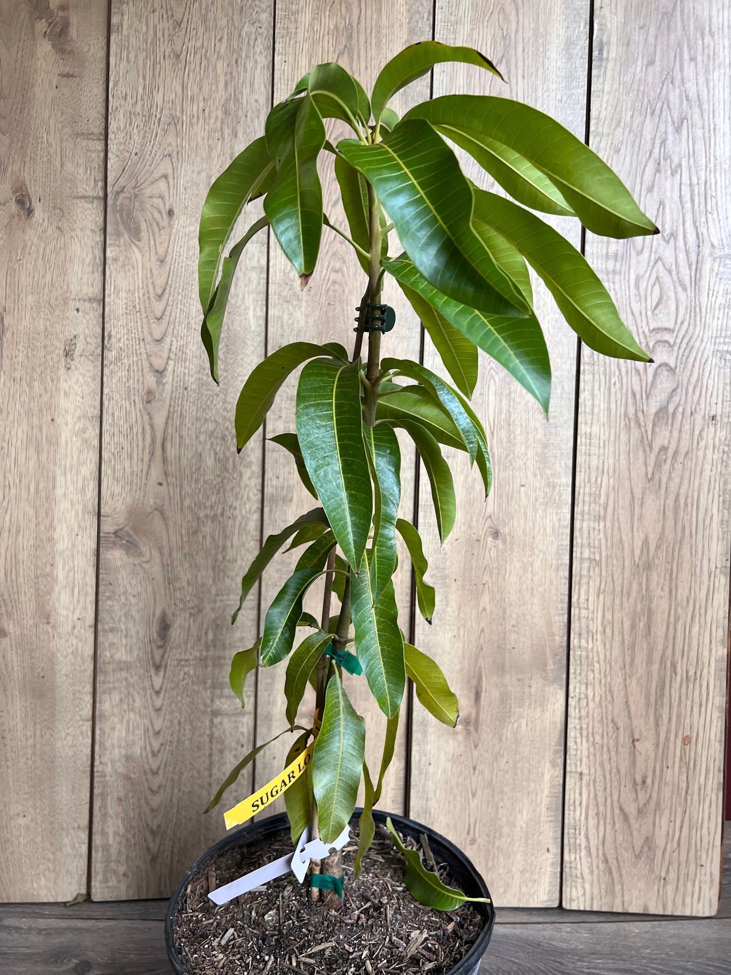 Sugar Loaf Mango Tree. grafted in 3 gallons pot, No Ship to CA and HI