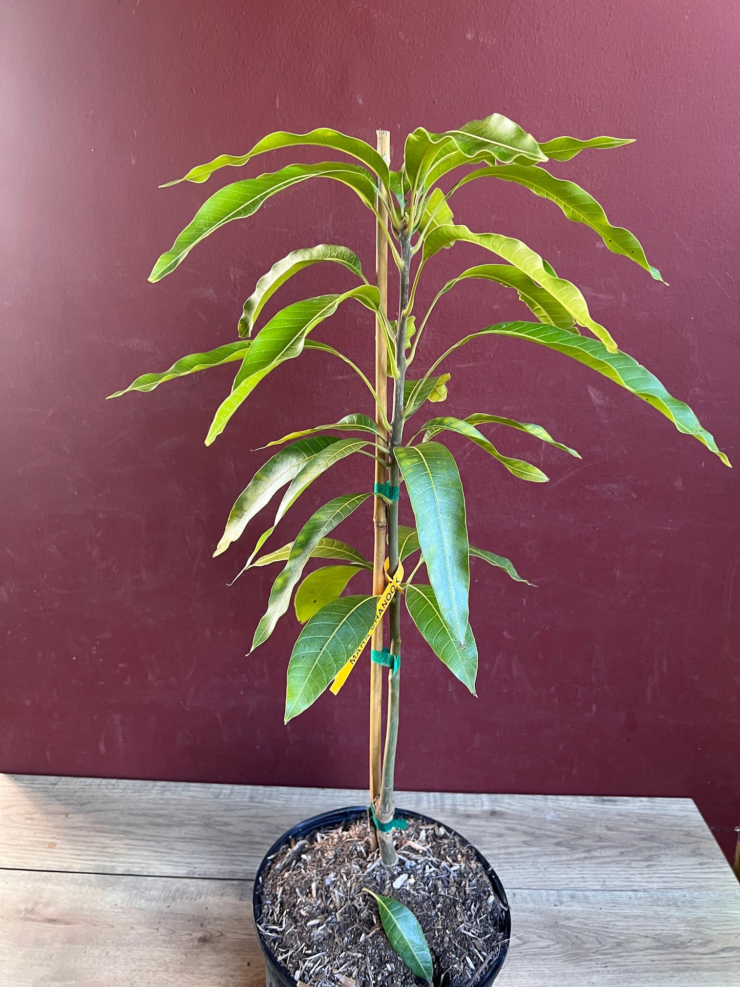 Maha Chanok mango , grafted in 3 gallons pot, Rainbow mango, No ship to HI