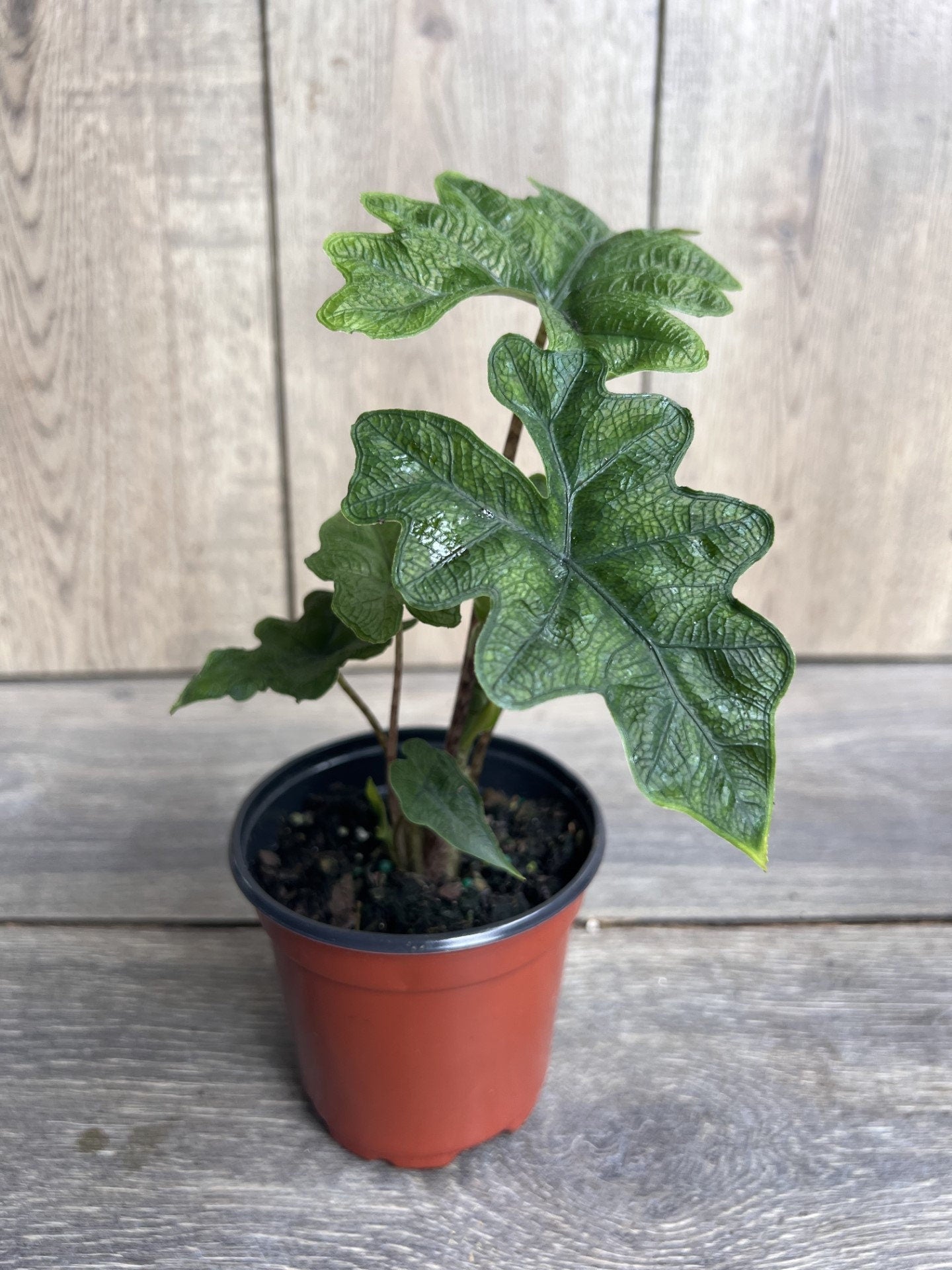 Alocasia jacklyn in 4" Pot, house plant, indoor plant, out door