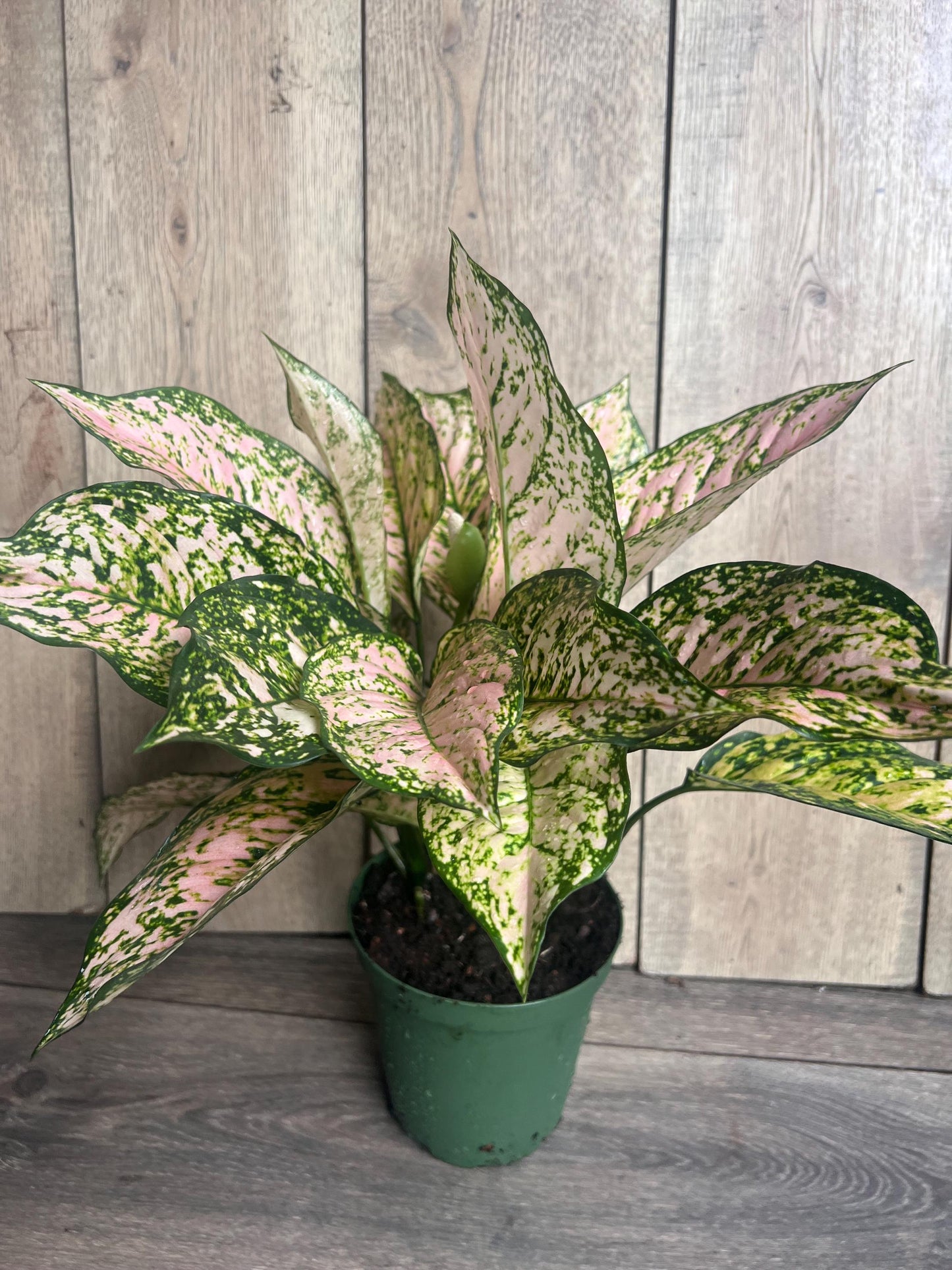 Etta Rose Aglaonema in 6" Pot, Rare Chinese evergreen