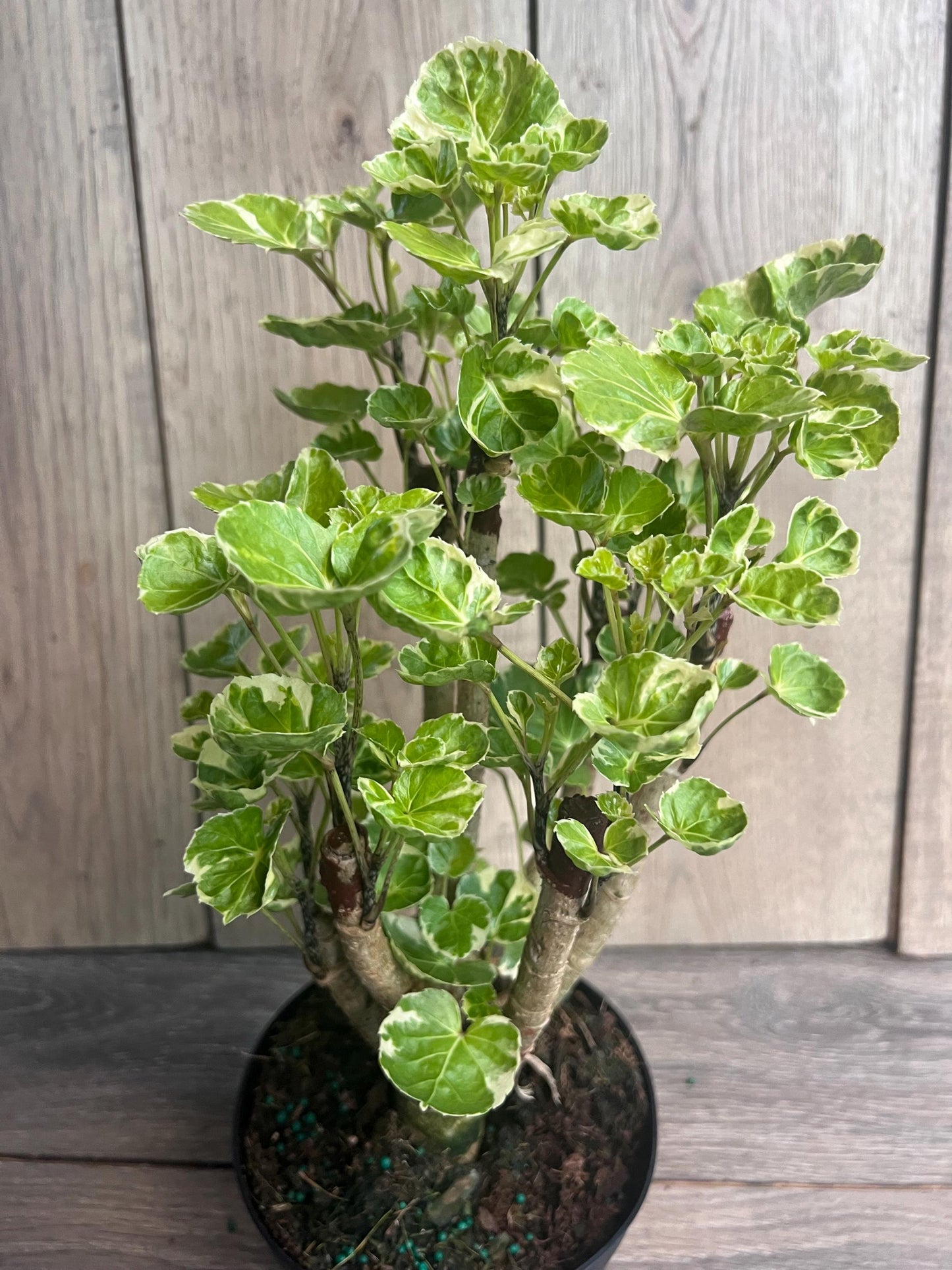 Aralia Balfour Variegated in 6" Pot, Bonsai Tree, Live Indoor & Outdoor Tropical Houseplant, Home and Office Decor