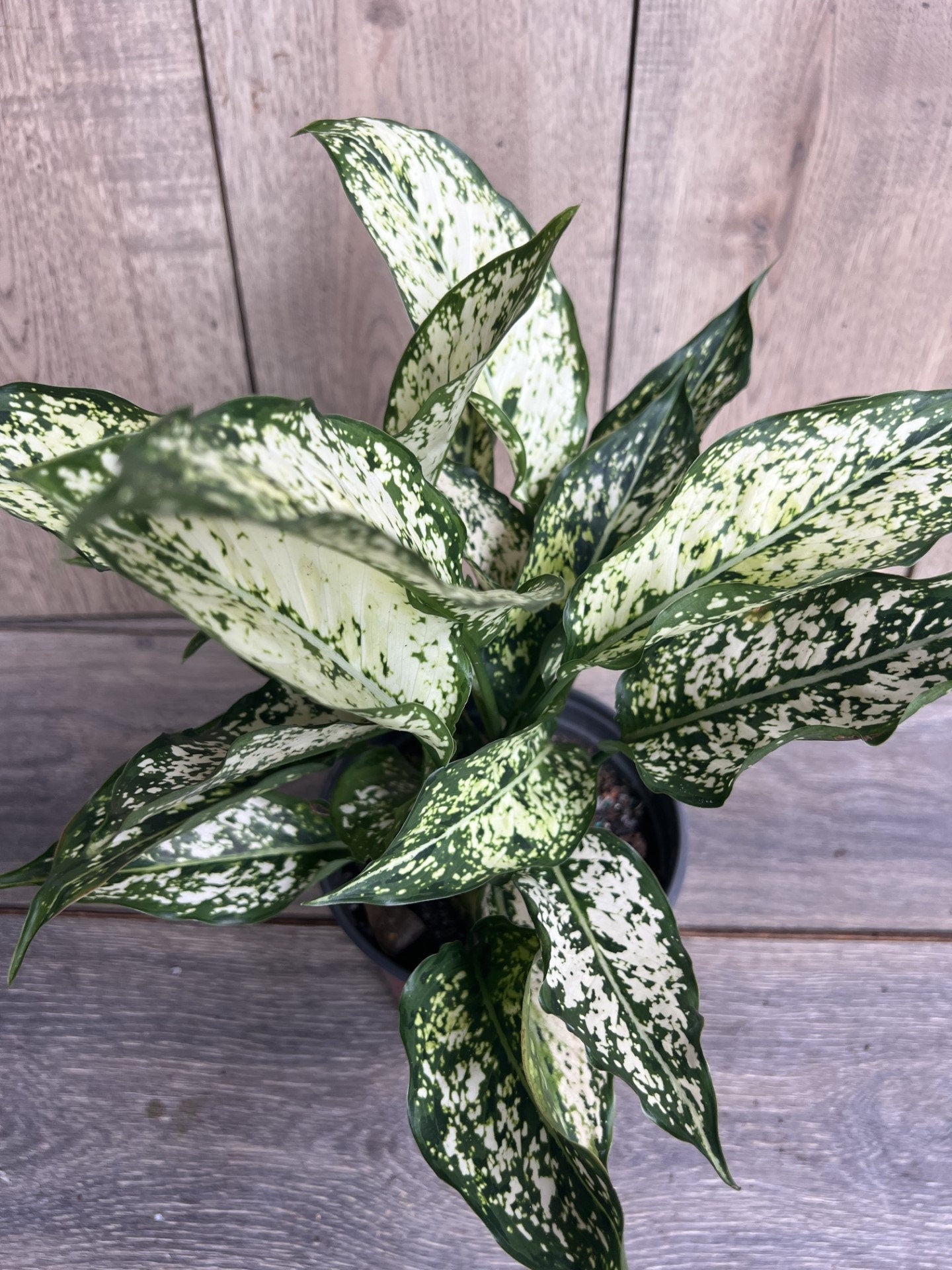 First Diamond Aglaonema, White Aglanoema, Osaka in 6” pot