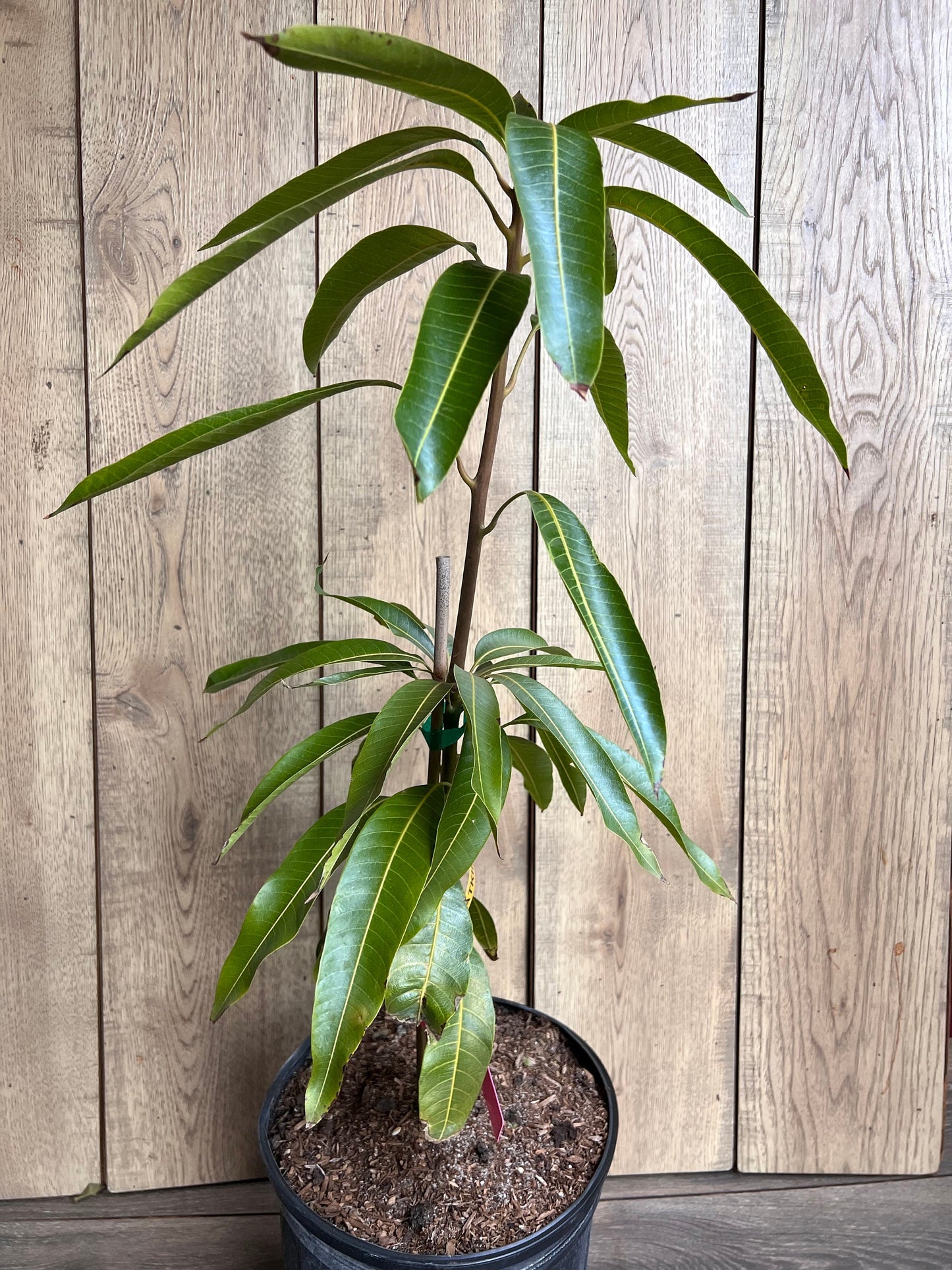Tommy Atkins Mango Tree. grafted in 3 gallons pot, No Ship to CA and HI