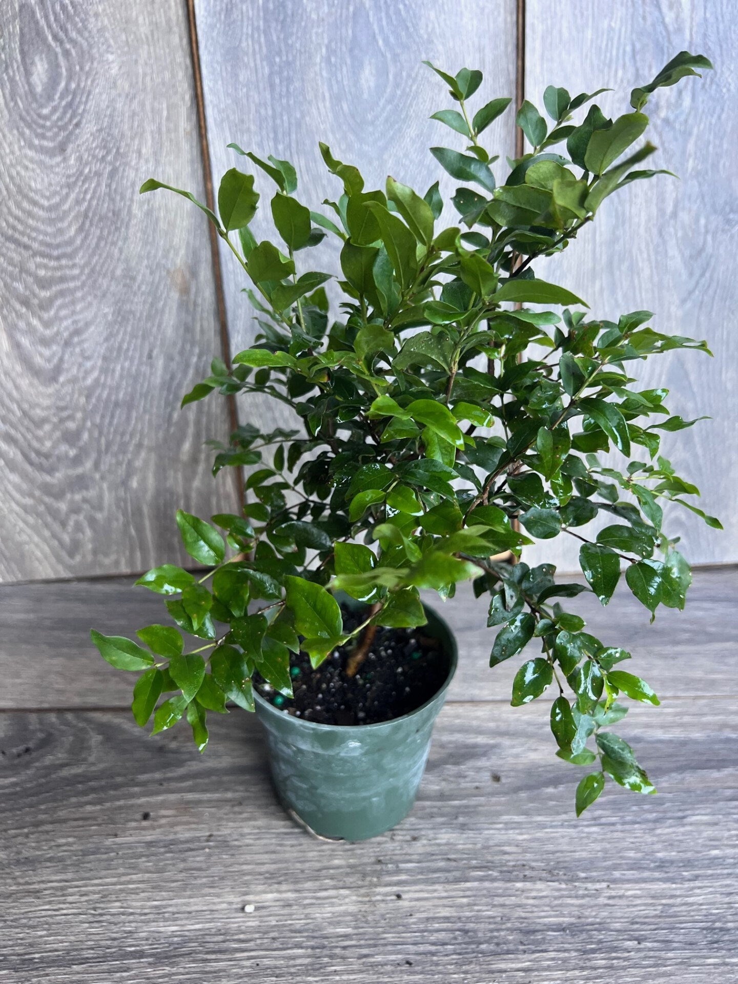 Myrciaria cauliflora Precoce, dwarf Jaboticaba Fruit Tree in 4" Pot