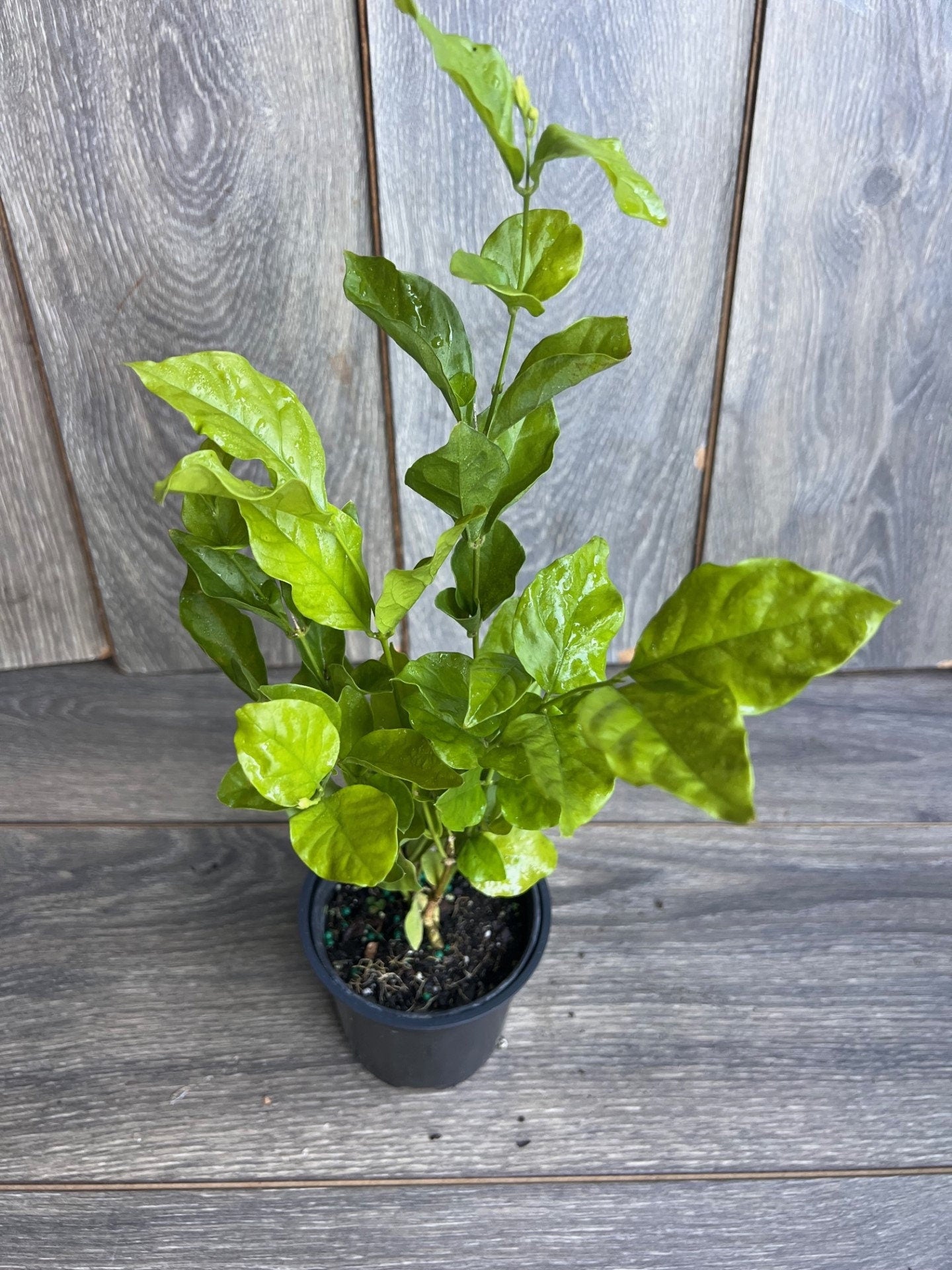 Jasmine Belle of India in 4" Pot Pot, Fragrance, Flowers and Brilliant Green Leaves