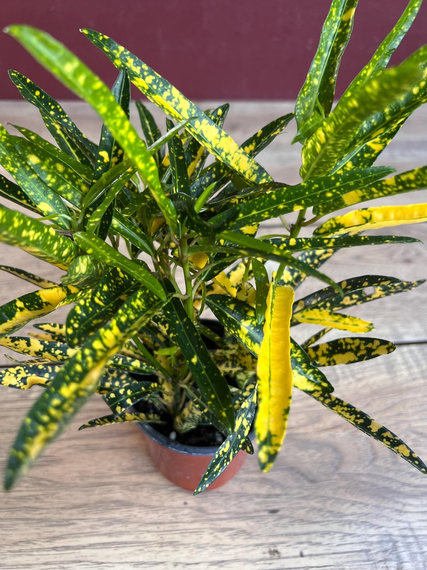 Croton Sunny Star in 4" Pot, house plant, indoor, outdoor