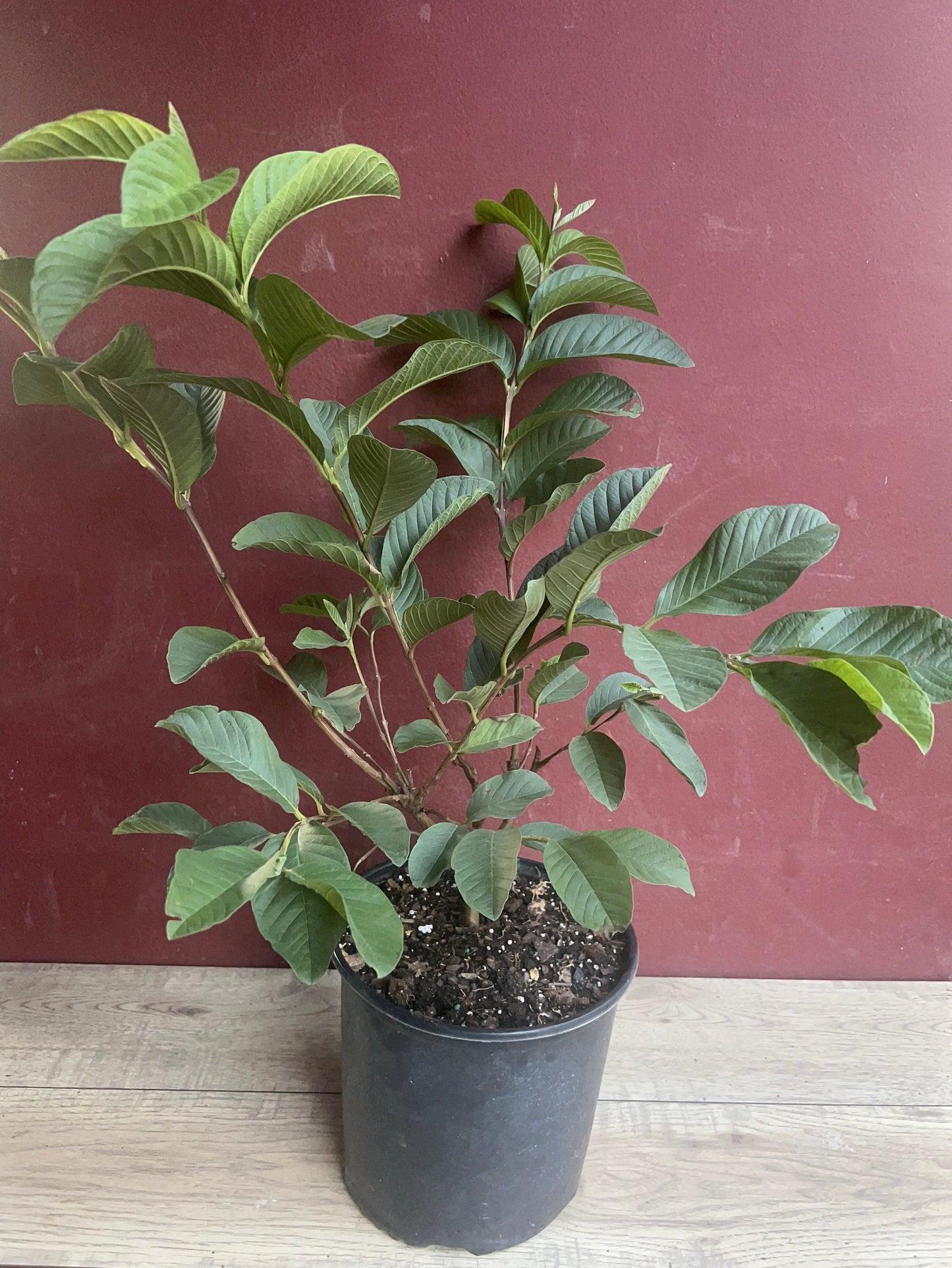 Guava Plant in 10" Pot, Jambu Batu, Psidium guajava, Pink Guava tree, No Ship to CA and HI