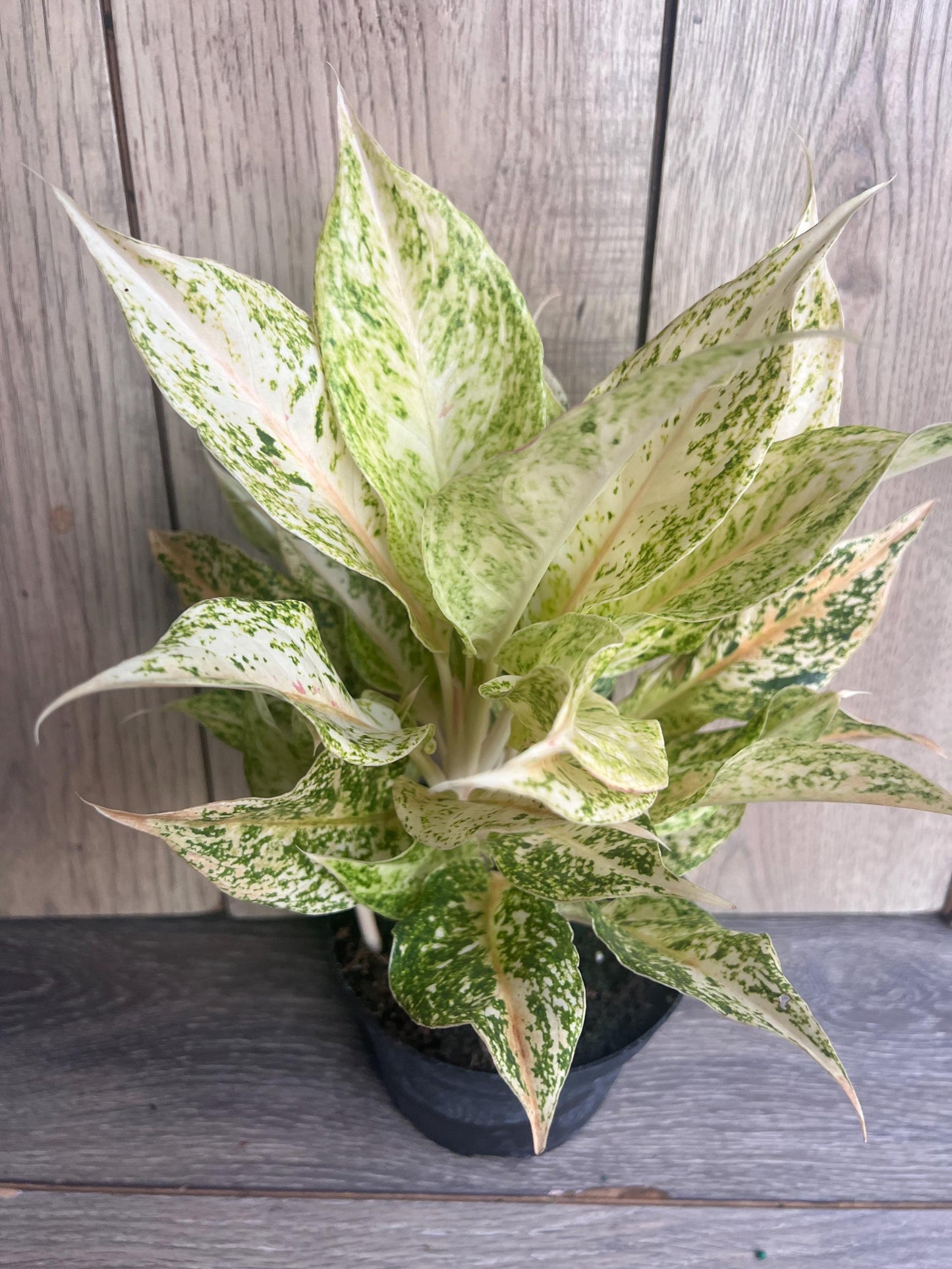 Aglaonema Lochai in 6", rare Aglaonema