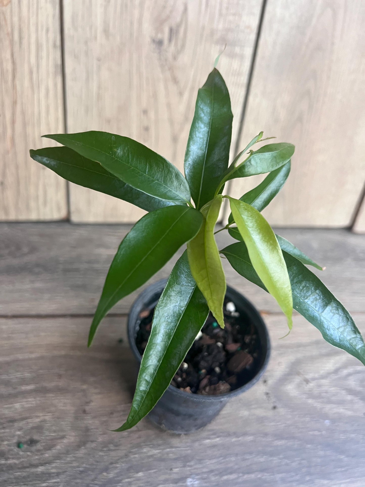 Sweetheart Lychee in 4" Pot