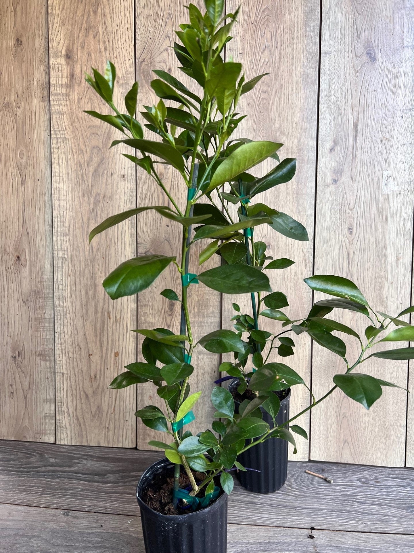 Sunburst Tangerine Tree in half Gallon Pot, Grafted, Florida Shipping Only