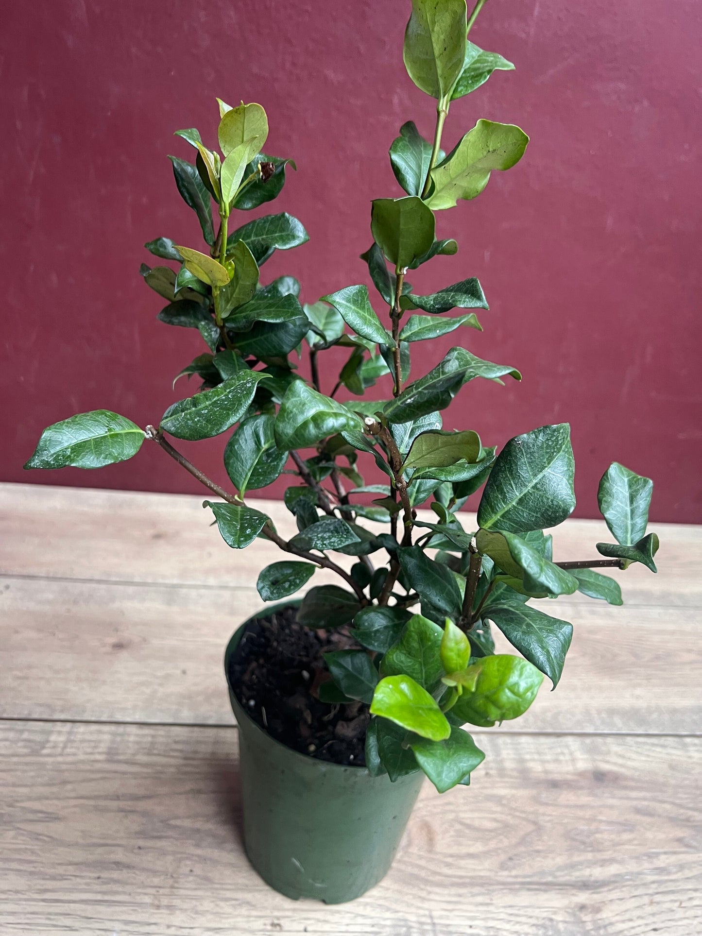 Confederate Jasmine, Trachelospermum jasminoides, star jasmine in 6" Pot