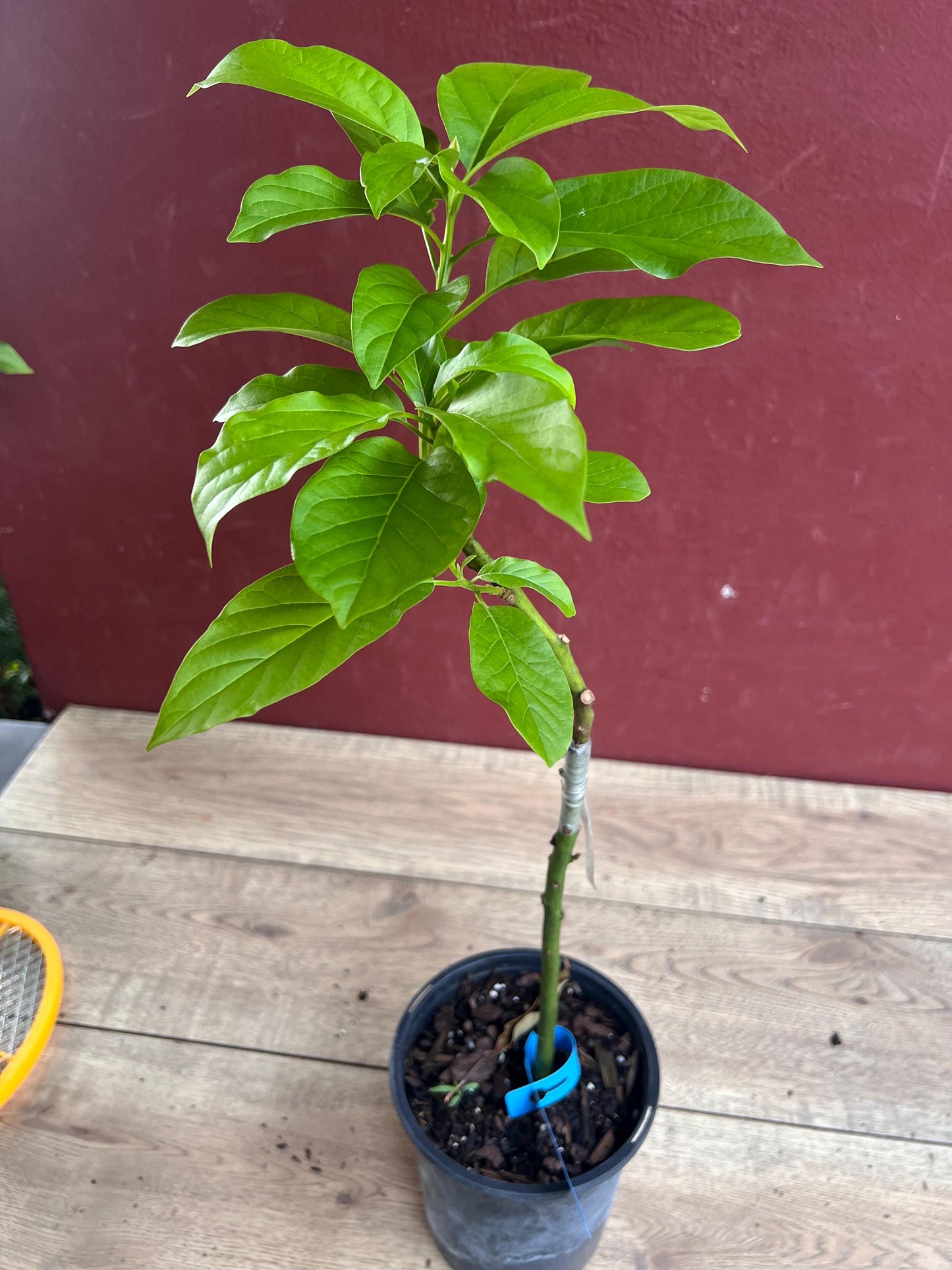 Donnie Avocado Tree , Grafted in 6" Pot