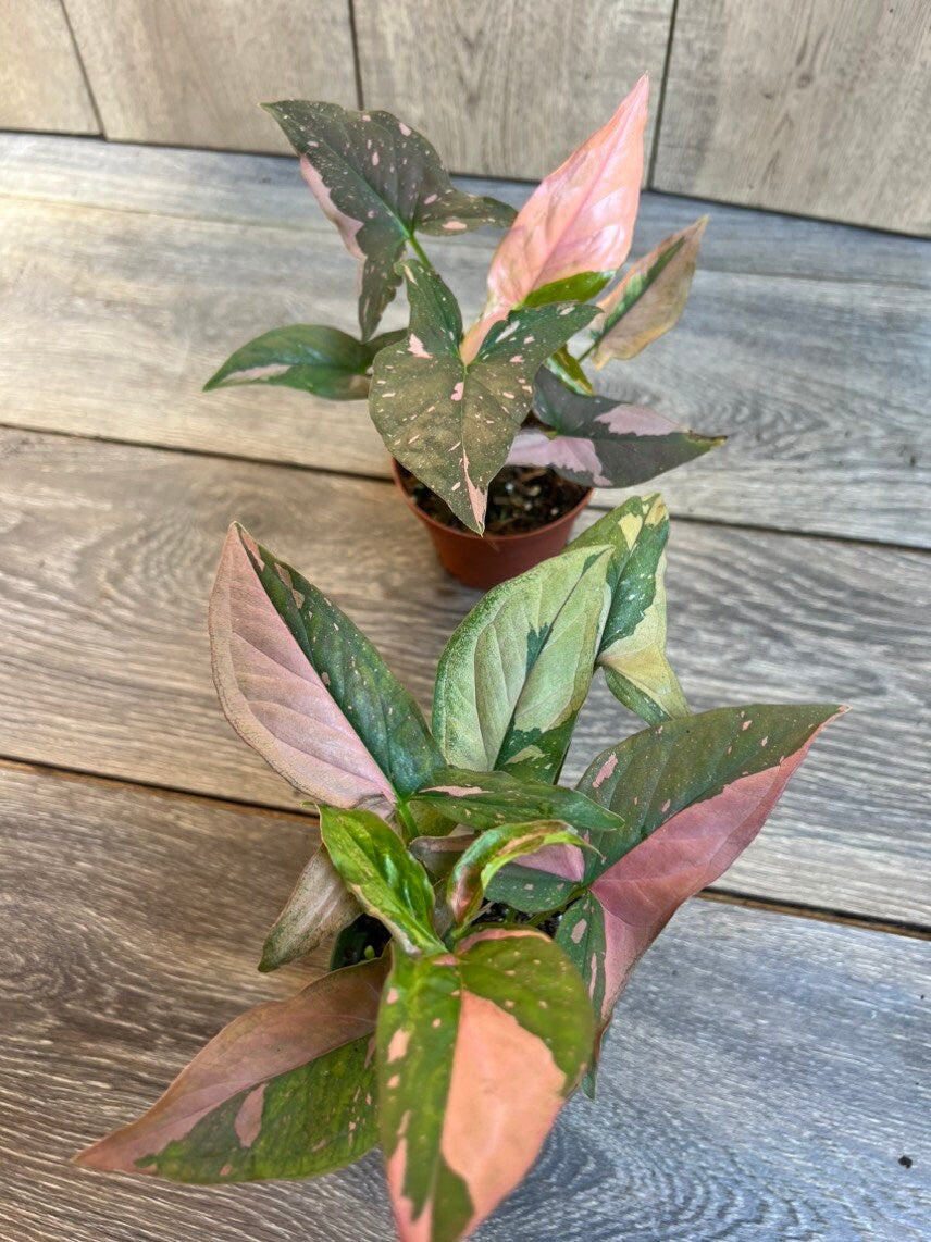 Syngonium Pink Splash in 4" Pot, Rare Syngonium