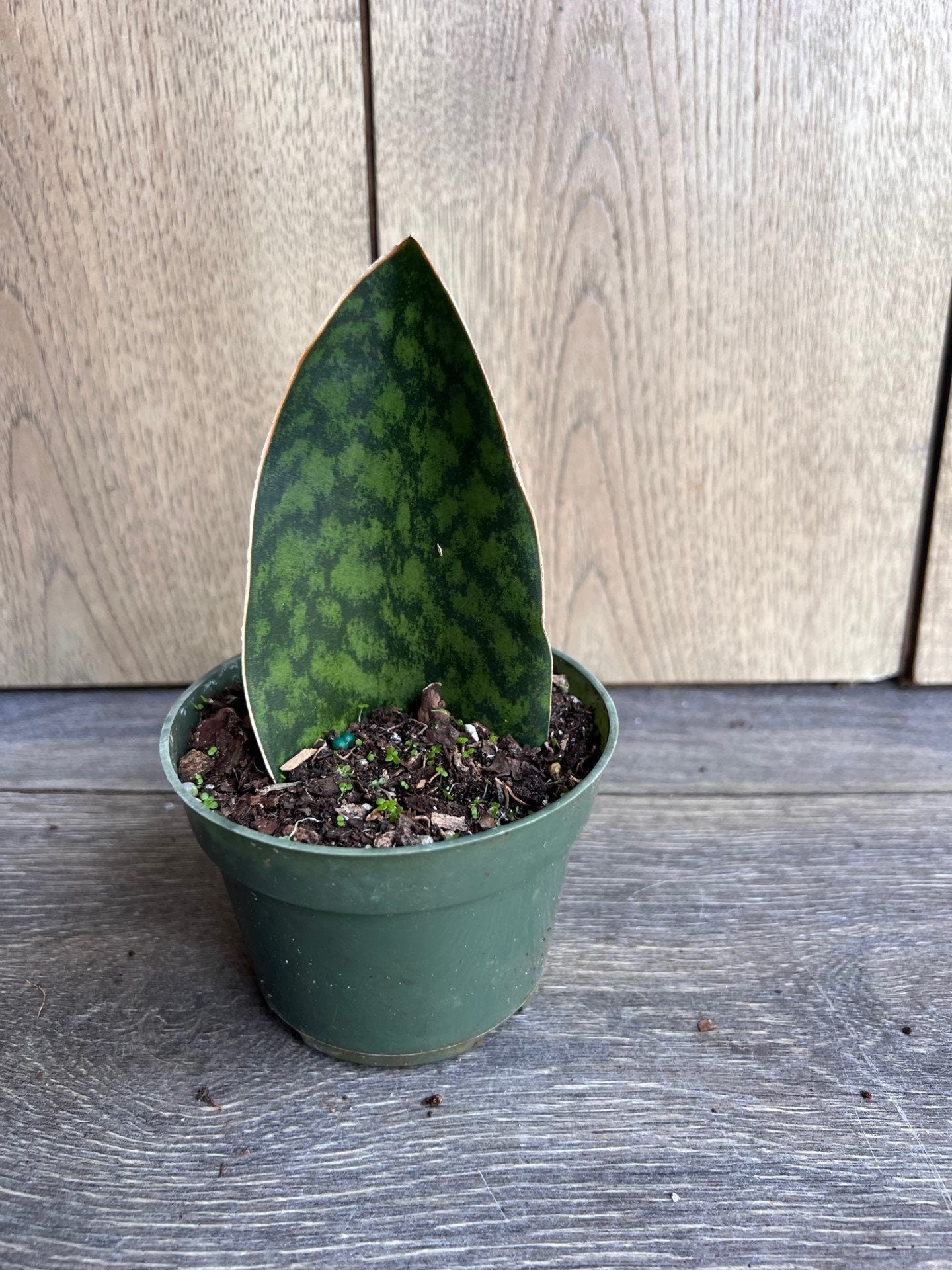 Sansevieria Masoniana, Sansevieria Whale Fin, Snake Plant in 6"