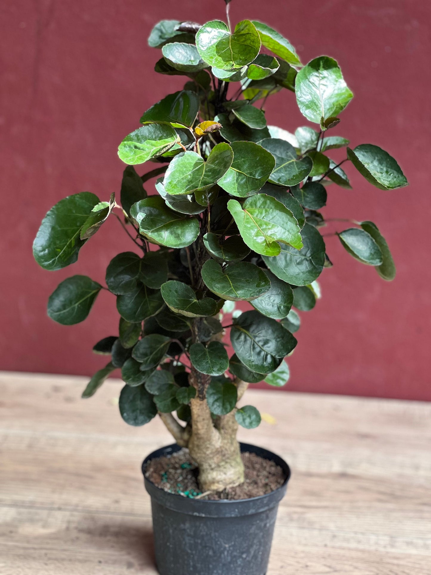 Aralia Fabian Stump 6" Pot, house plant, indoor plant