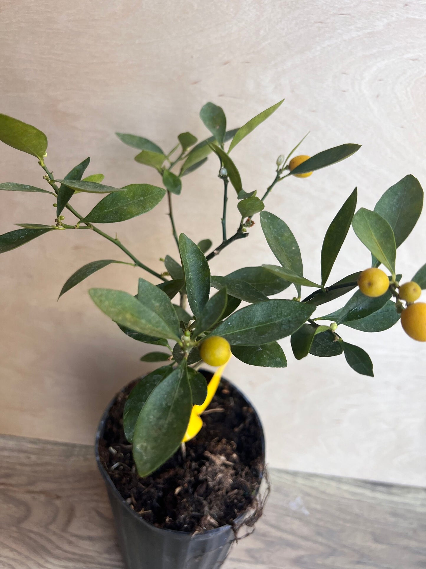 Callie Kumquat in half gallon, Meiwa and Nagami Hybrid, Florida Shipping Only