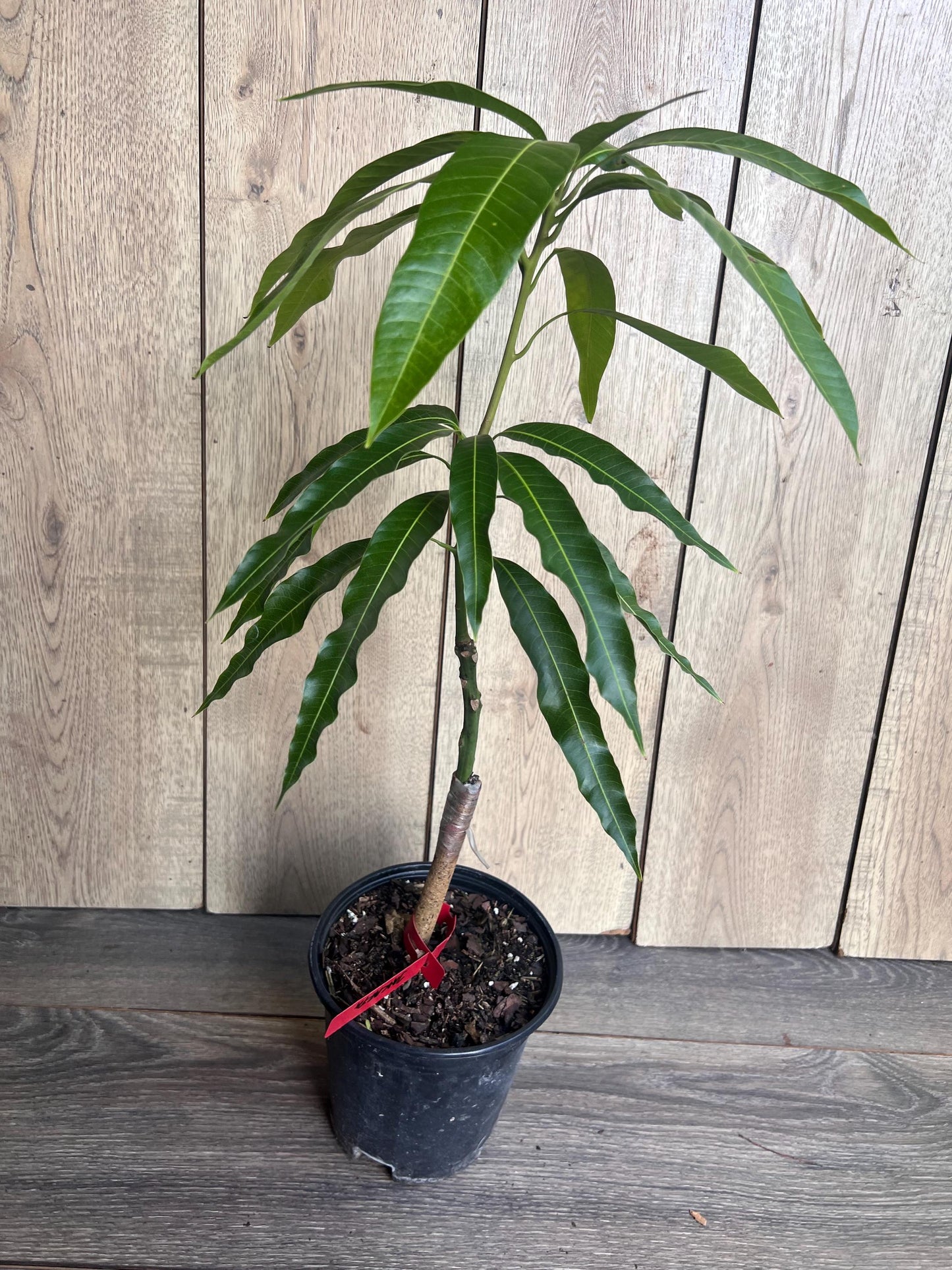 Grafted Jakarta Mango in 1/2 gallon pot