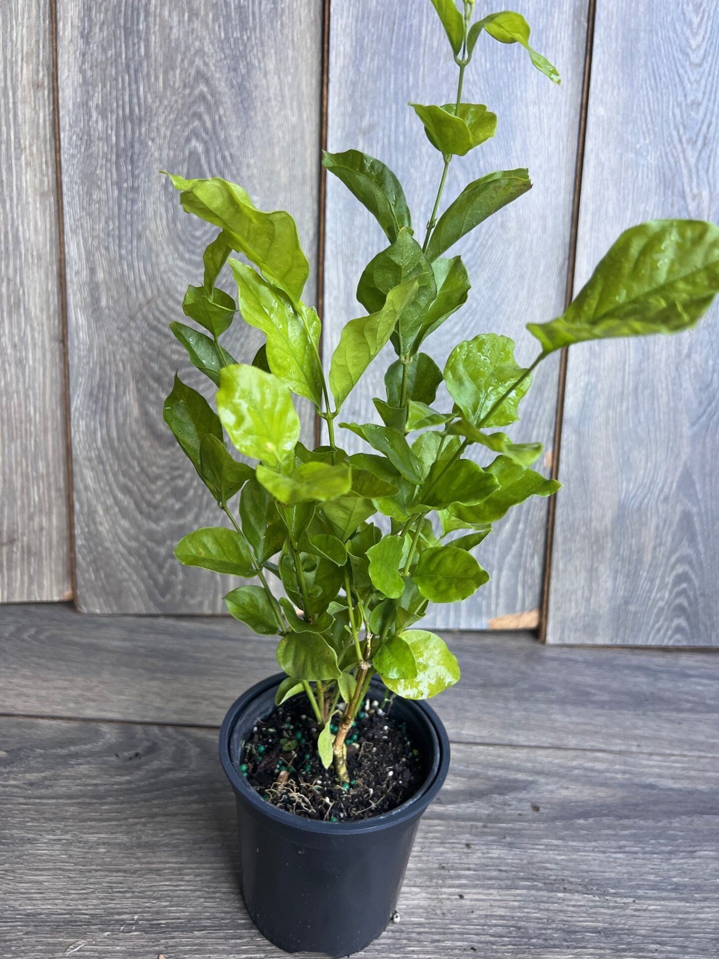 Jasmine Belle of India in 4" Pot Pot, Fragrance, Flowers and Brilliant Green Leaves