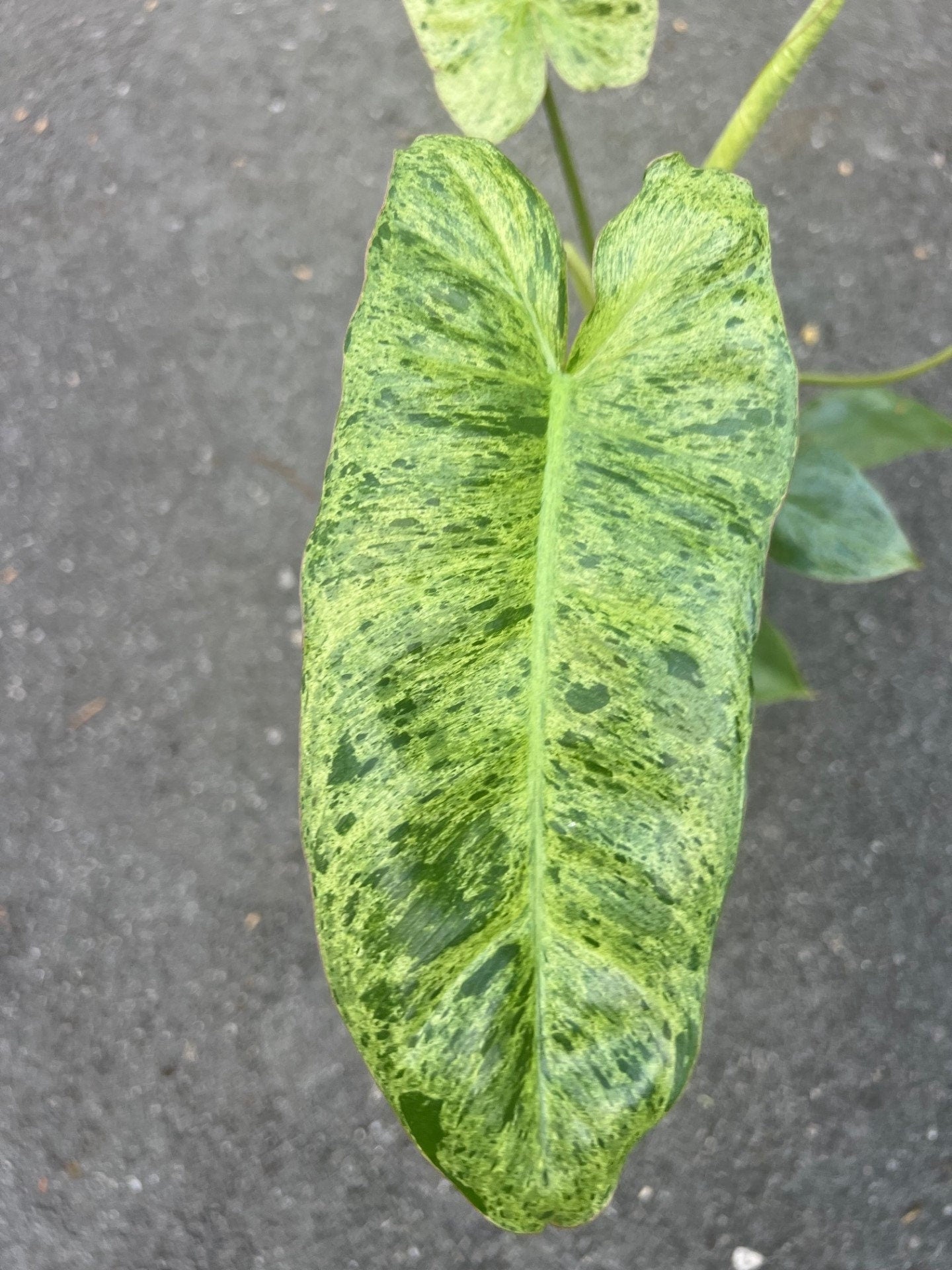 Philodendron Paraiso Verde in 4" Pot, Limited, High Variegation