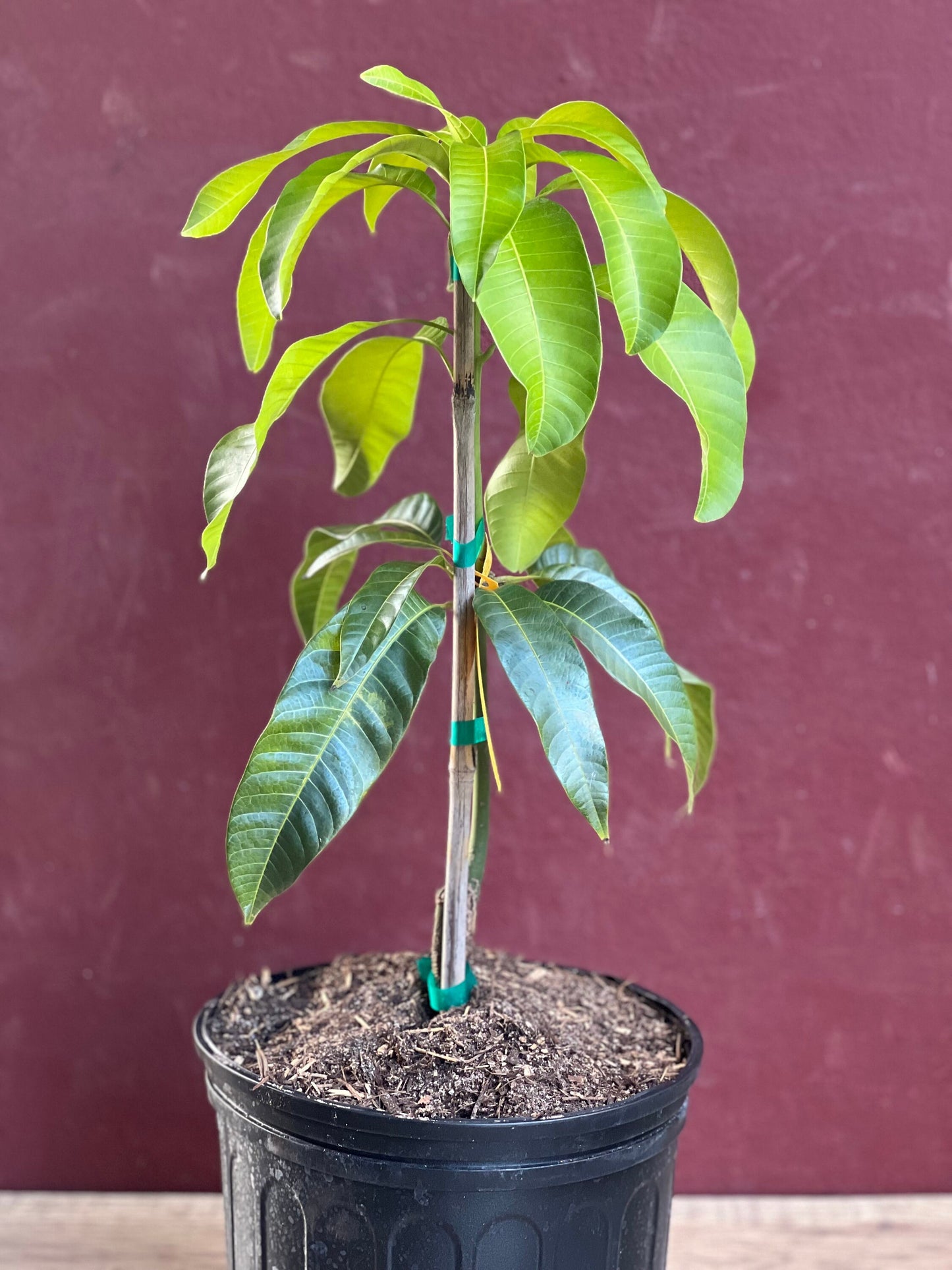 Karen Michelle Mango, grafted in 3 gallons pot, No Ship to CA and HI