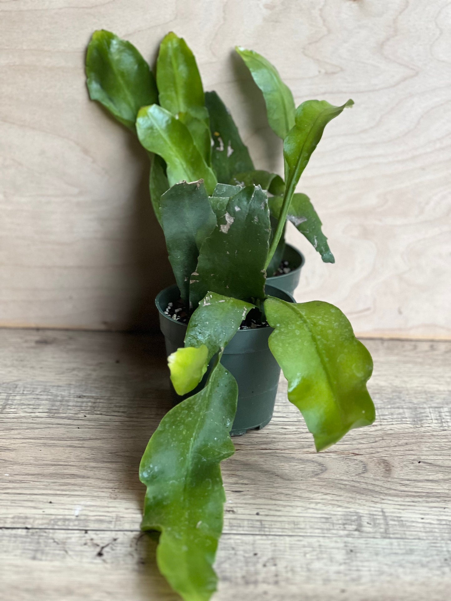 Epiphyllum oxypetalum , Night Blooming Cactus, orchid in 4" Pot, Queen of the night