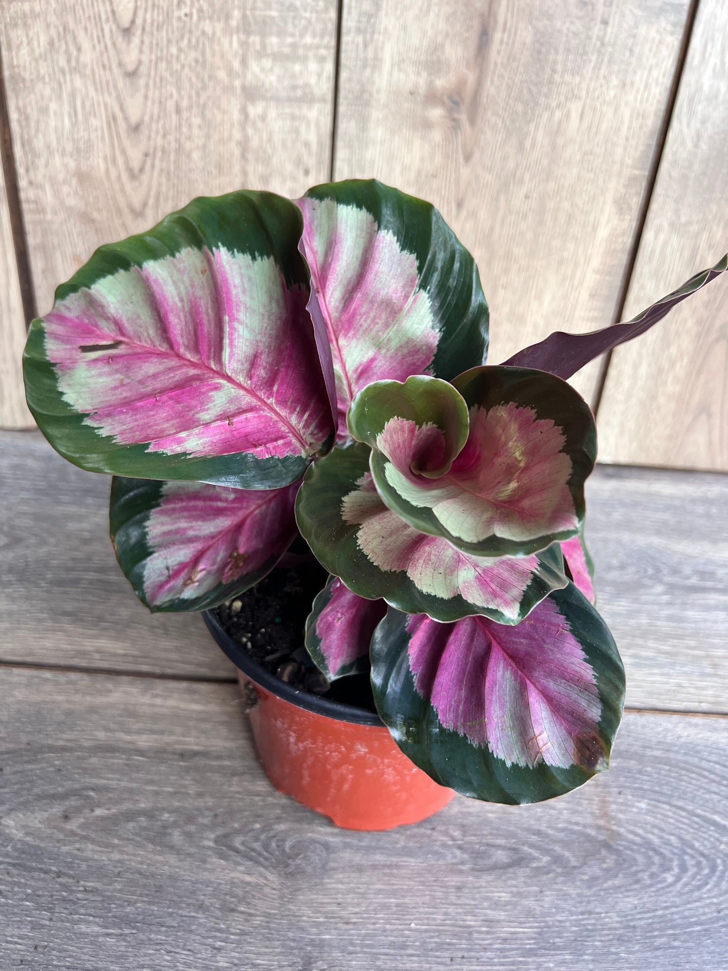 Calathea roseopicta ‘Rosy’ in 6" Pot, Rossy