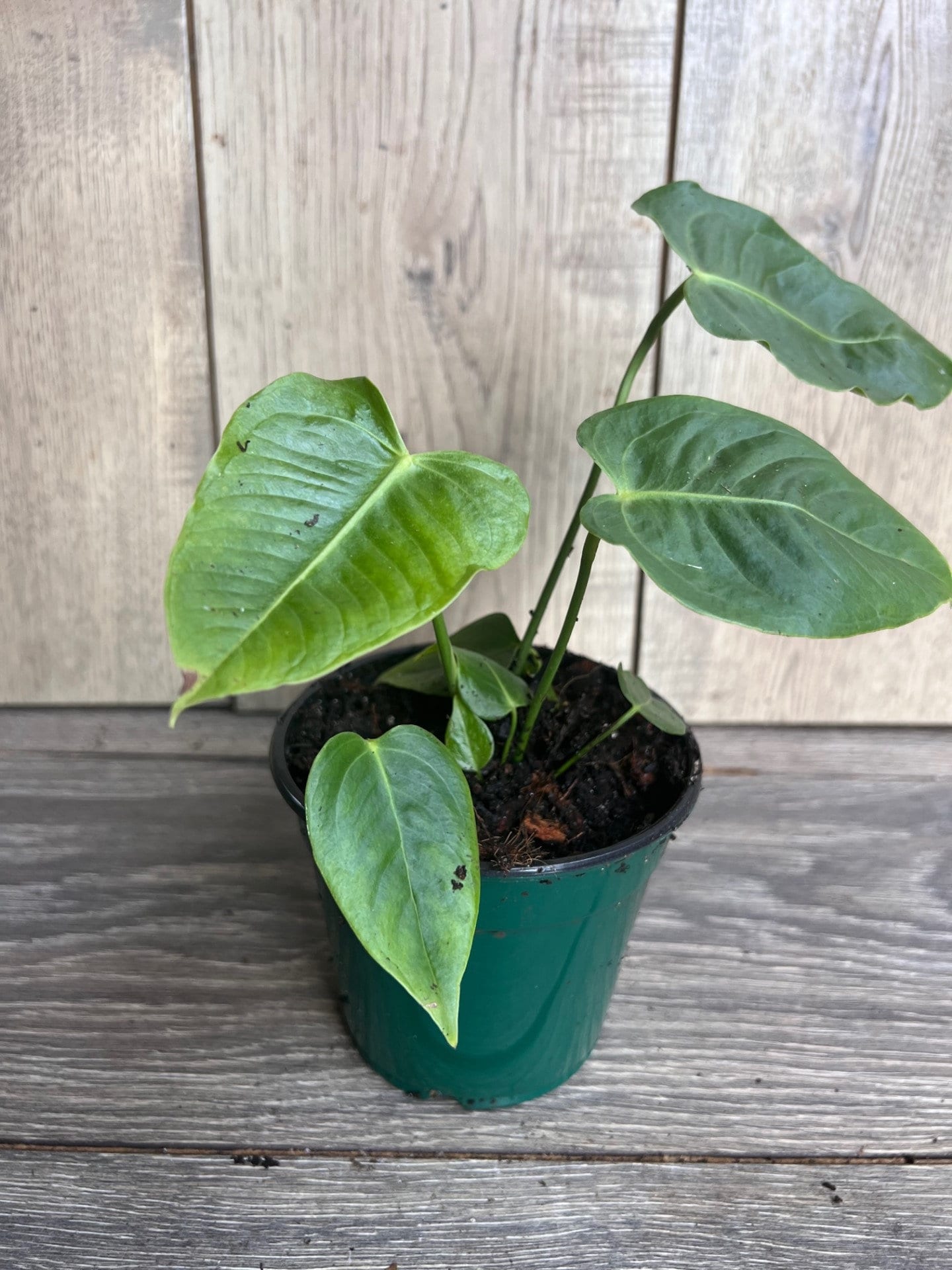 Anthurium veitchii ,king anthurium-in 4" Pot