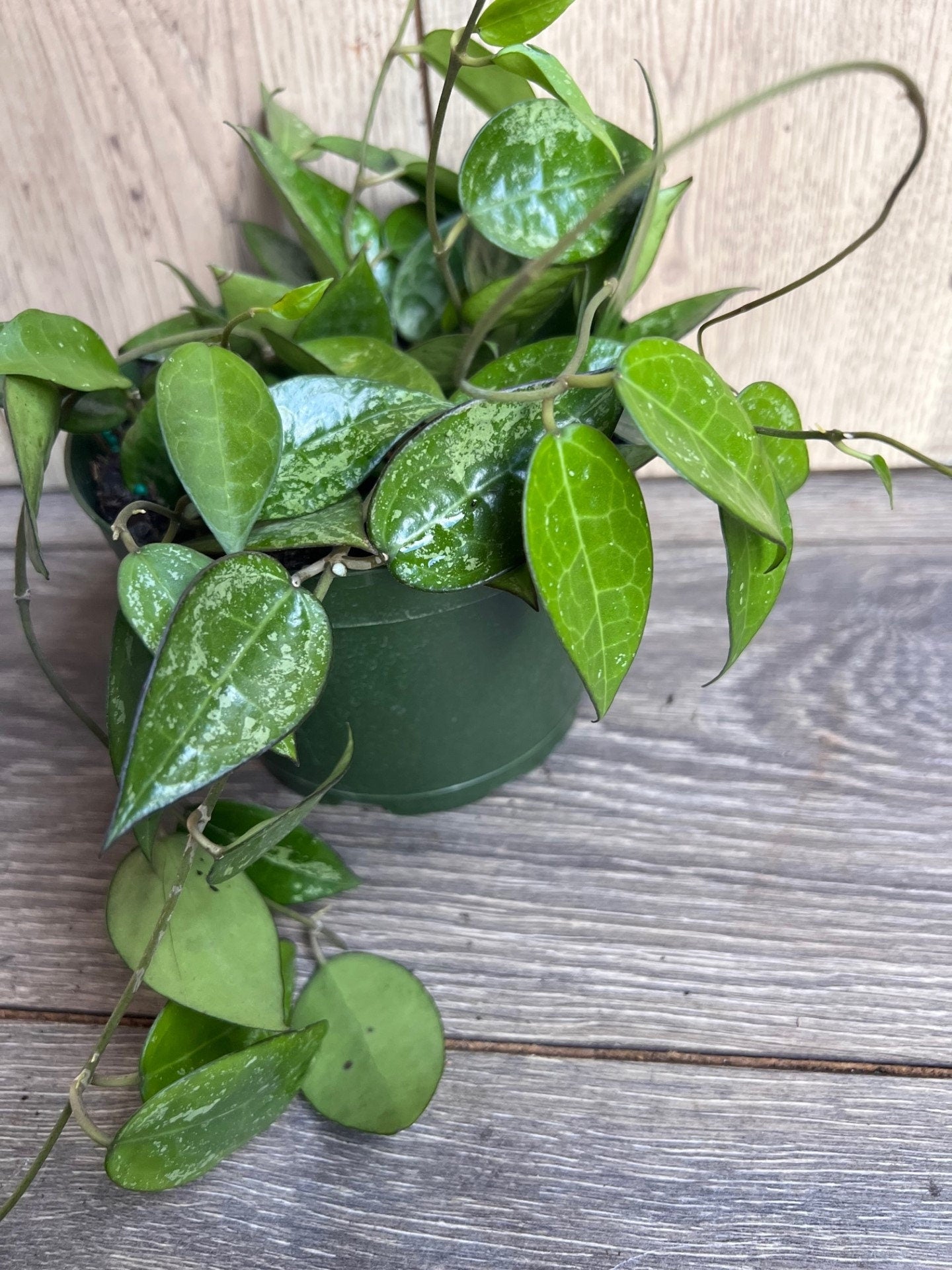 Hoya Black Margin 6" Pot