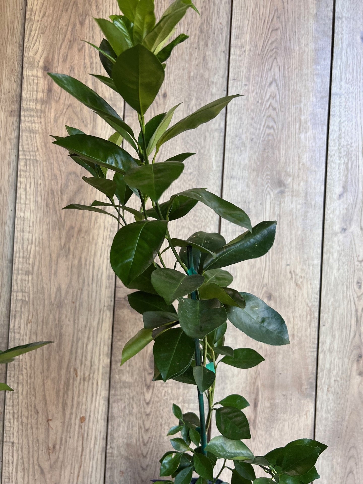 Sunburst Tangerine Tree in half Gallon Pot, Grafted, Florida Shipping Only
