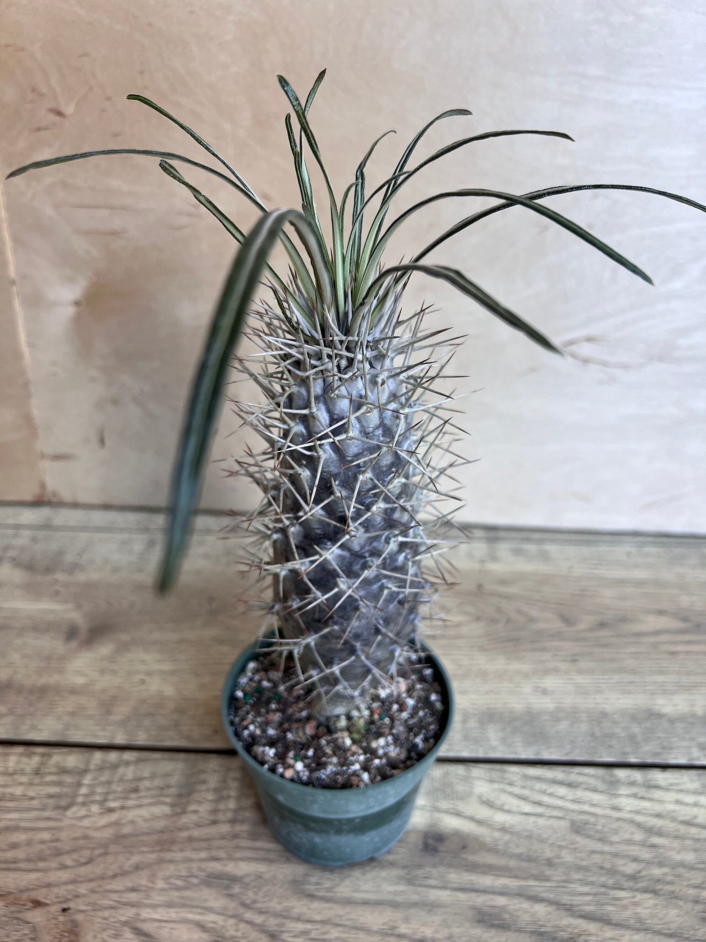 Madagascar Palm Tree in 4" Pot Lamerei Plant, Succulent