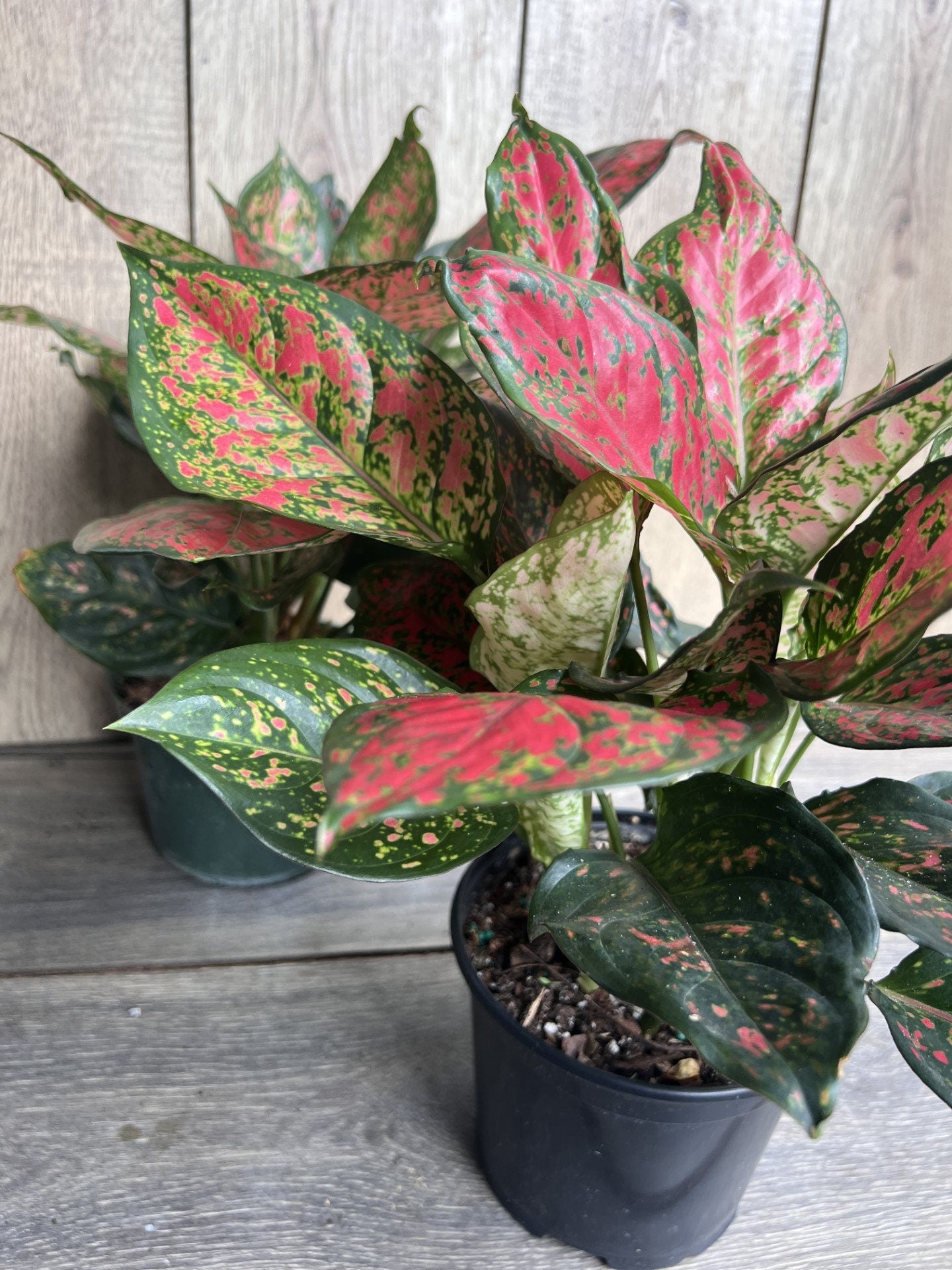 Aglaonema Wishes, Red Valentine in 6" Pot