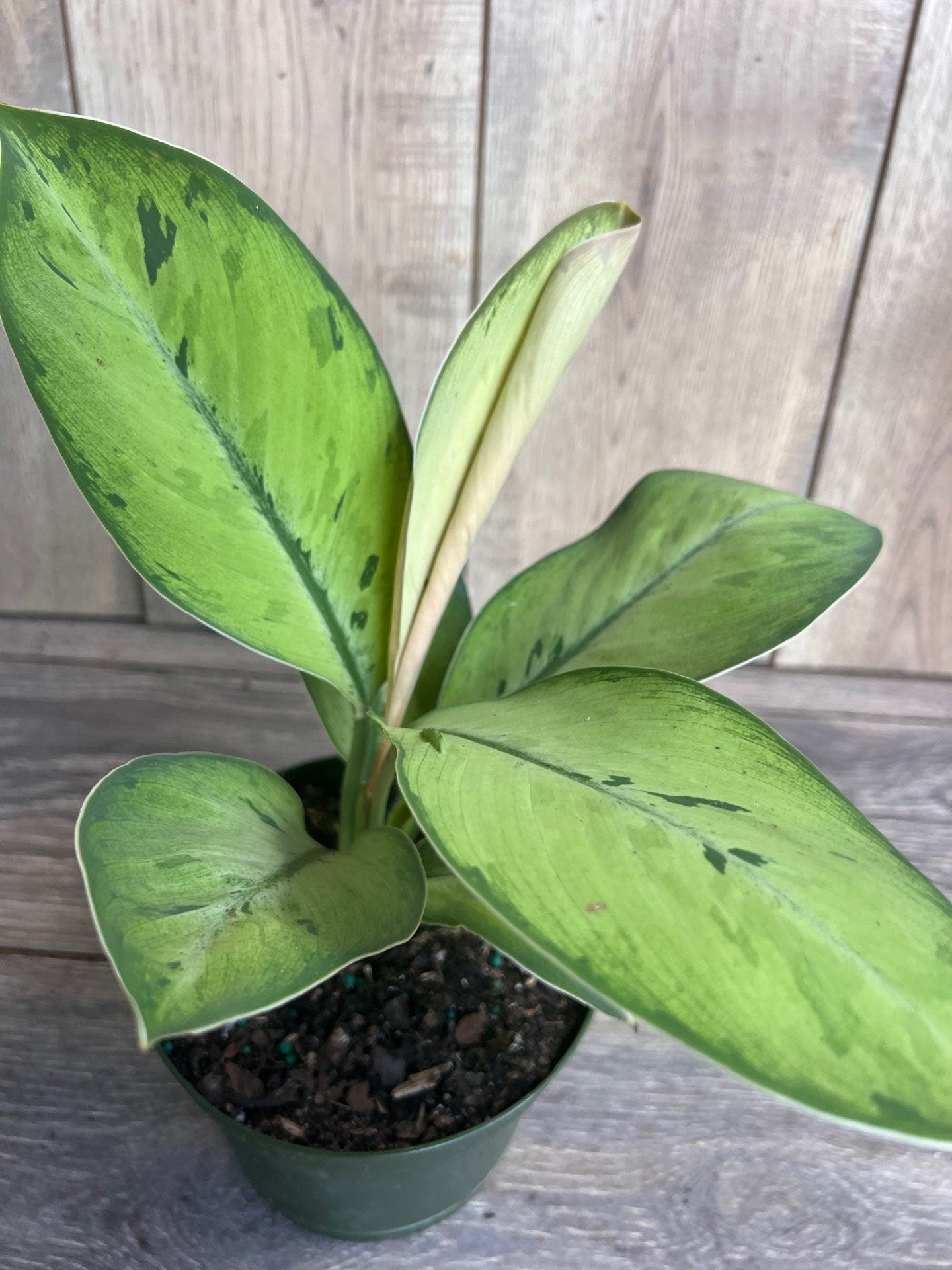 Homalomena Shelby, homalomena in 6" Pot