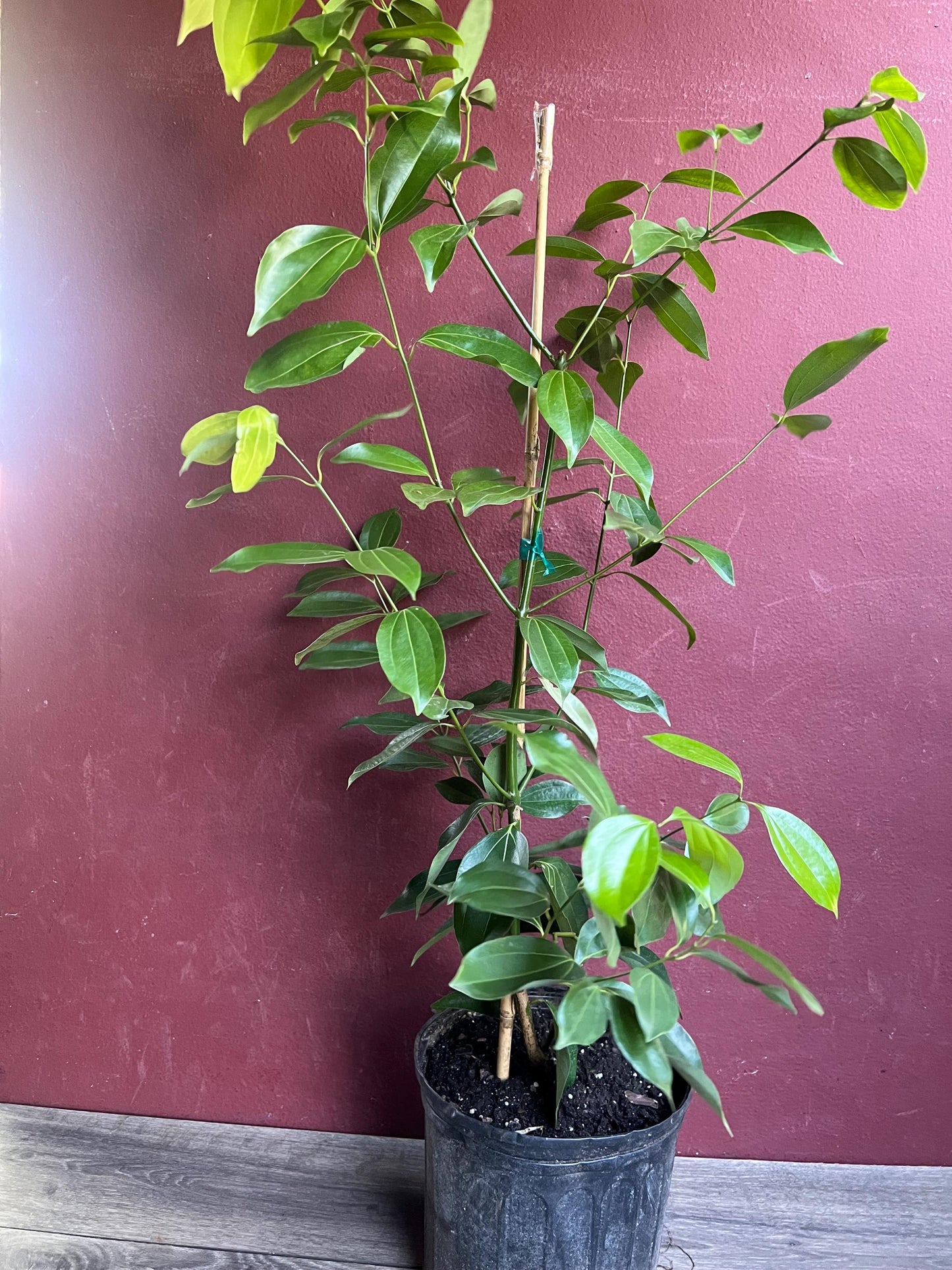 Cinnamon Tree in 10" Pot, Cinnamomum zeylanicum, CEYLON CINNAMON
