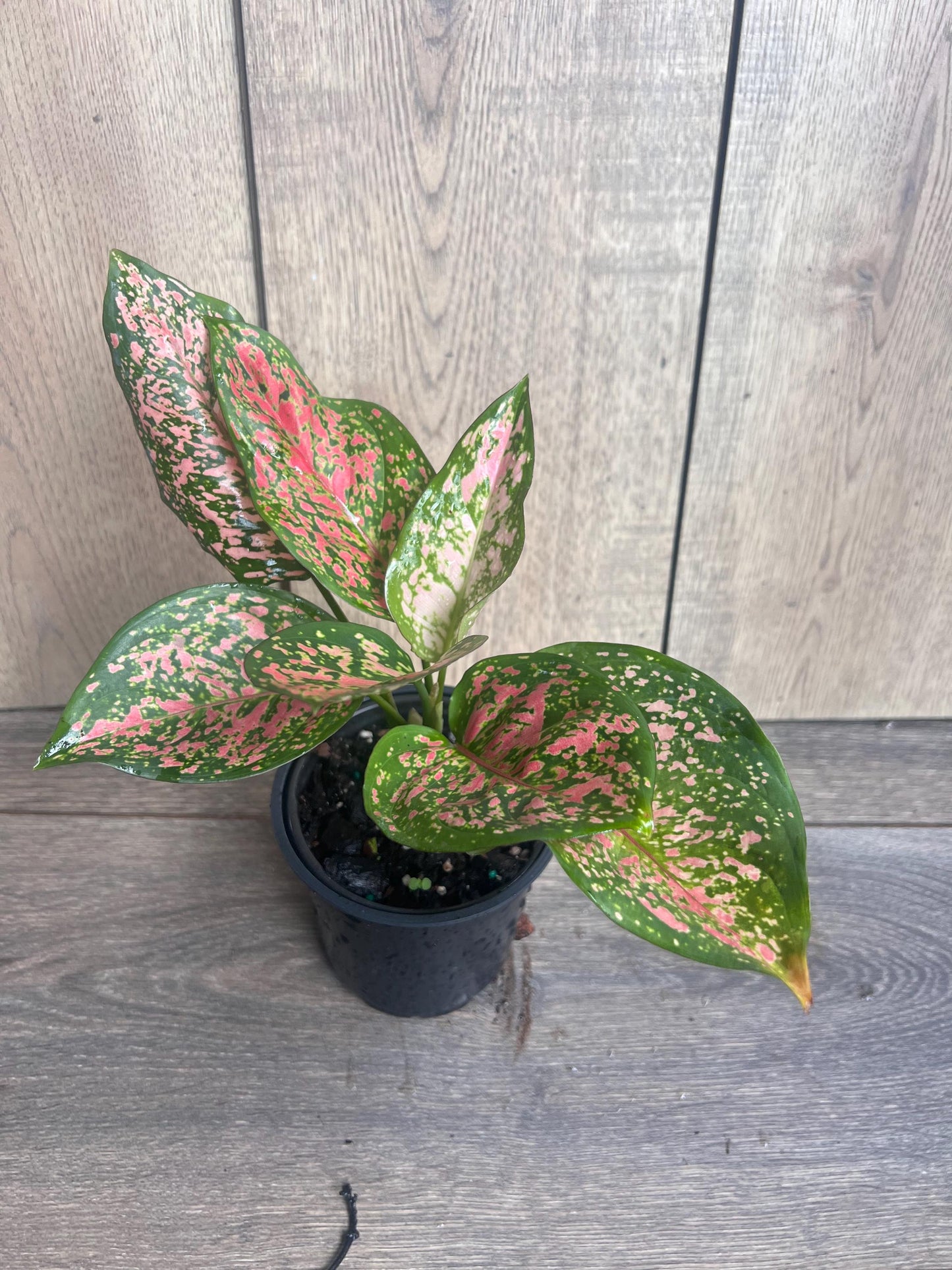 Aglaonema Wishes (Red Valentine) 4" Pot