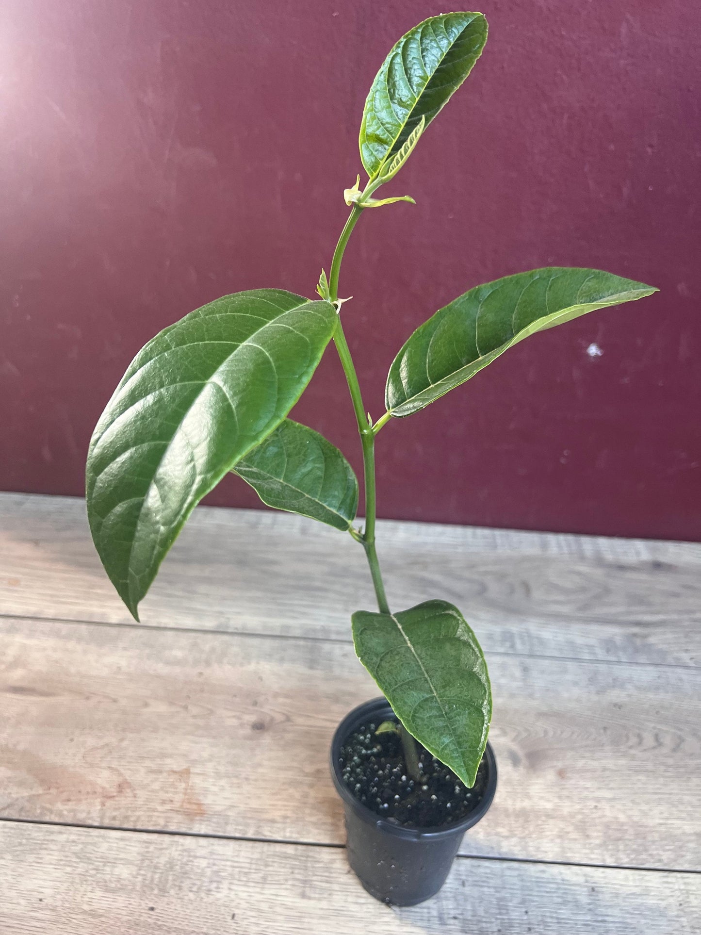 Golden Nugget Jack Fruit in 4" Pot, Nangka, Artocarpus heterophyllus