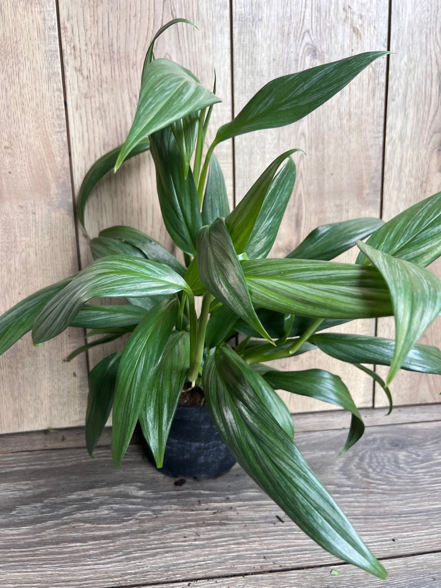 Epipremnum Amplissimum Silver in 6" Pot