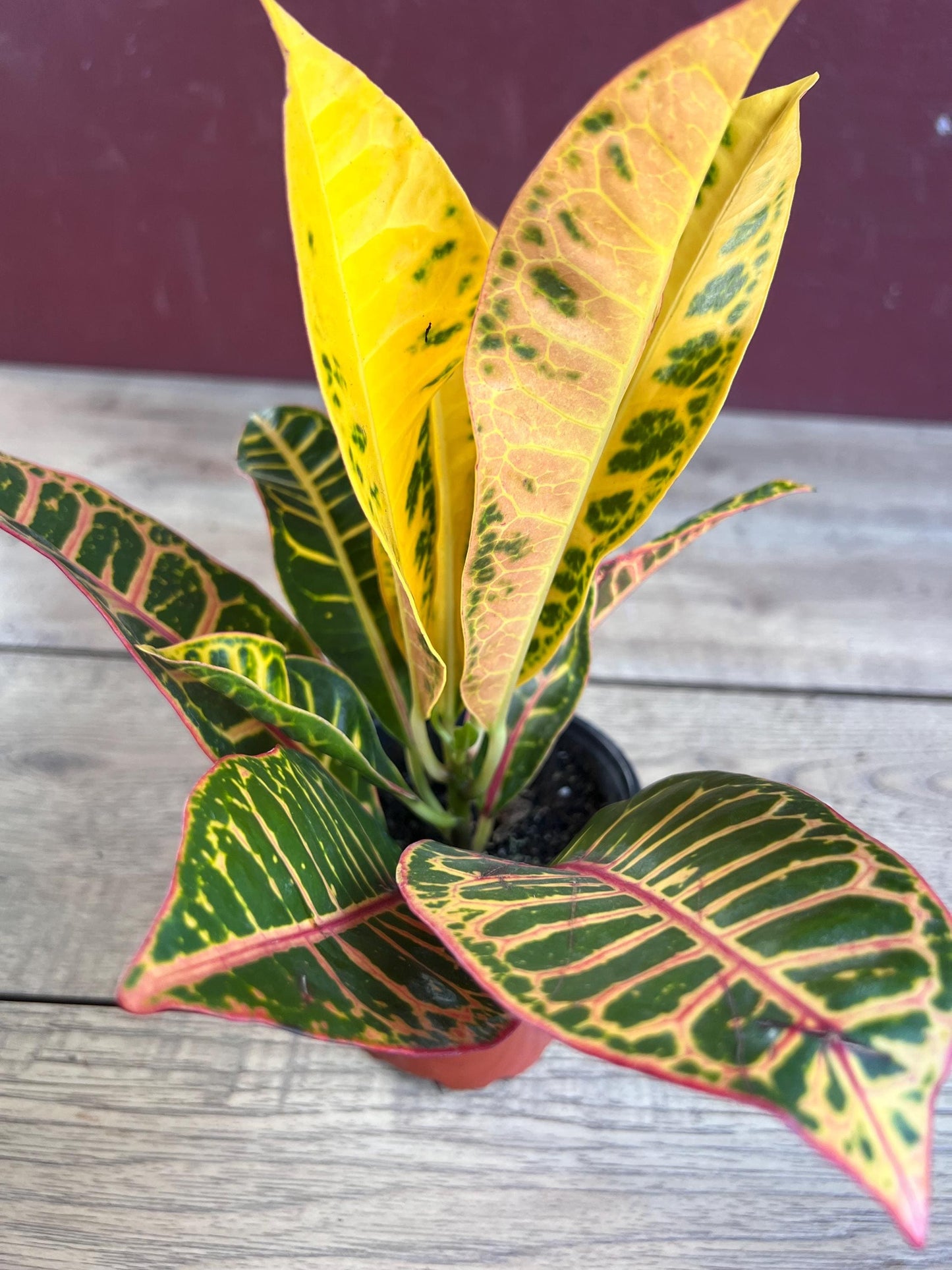 Croton Petra in 4" Pot, house plant, indoor, outdoor