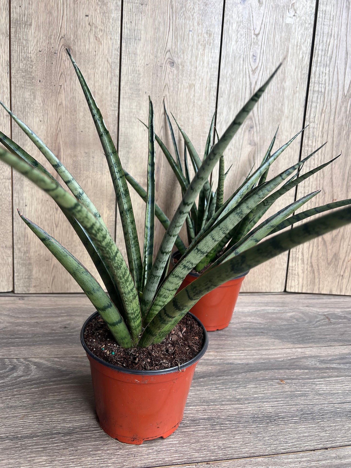 Sansevieria Javancia in 6" Pot