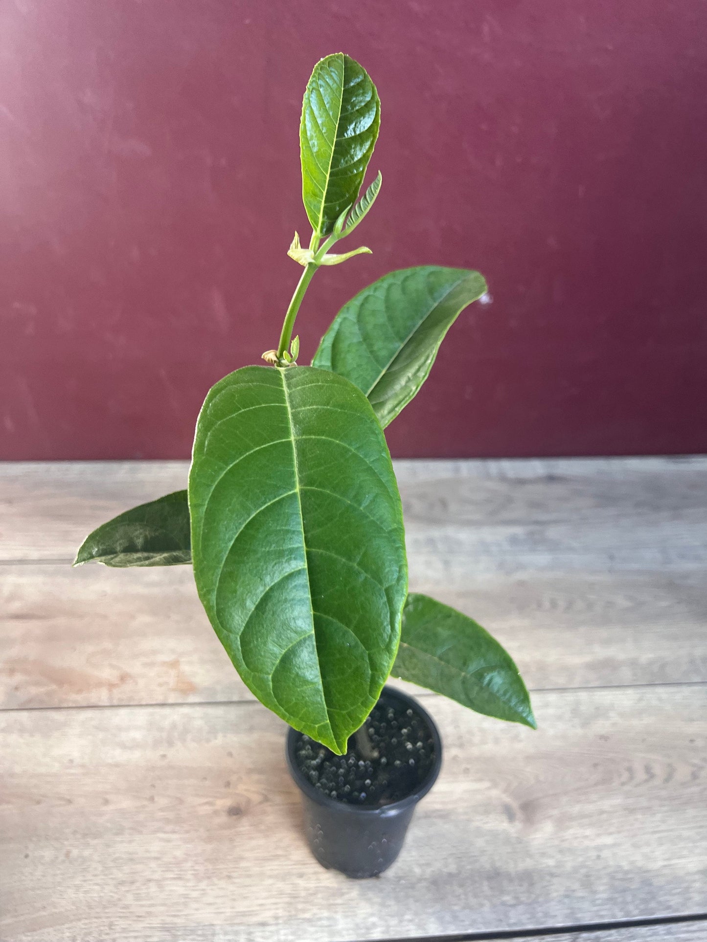 Golden Nugget Jack Fruit in 4" Pot, Nangka, Artocarpus heterophyllus