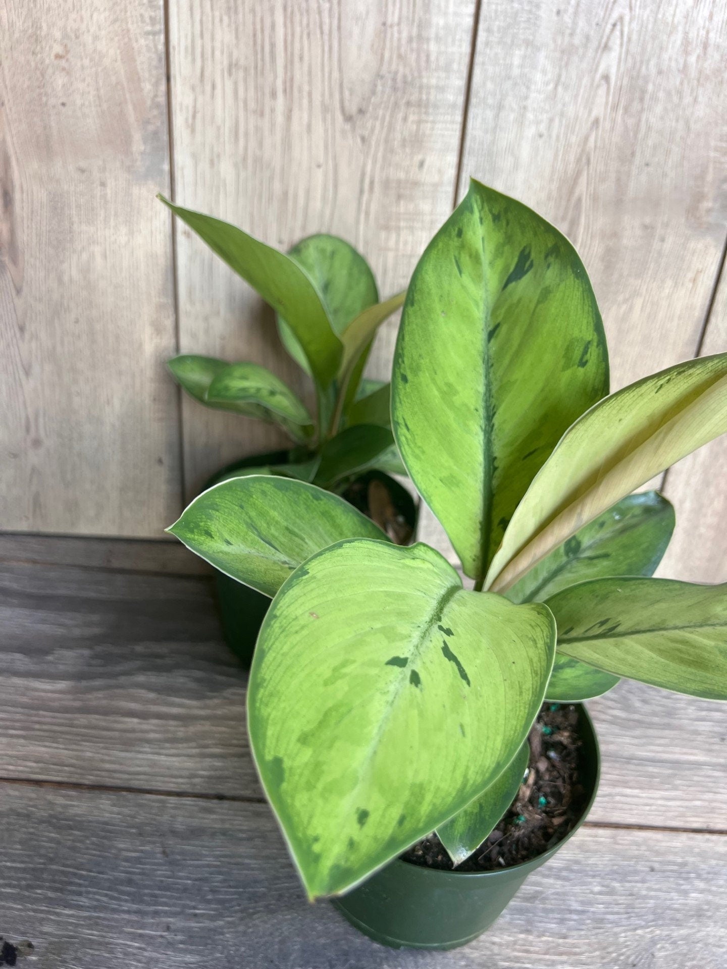 Homalomena Shelby, homalomena in 6" Pot