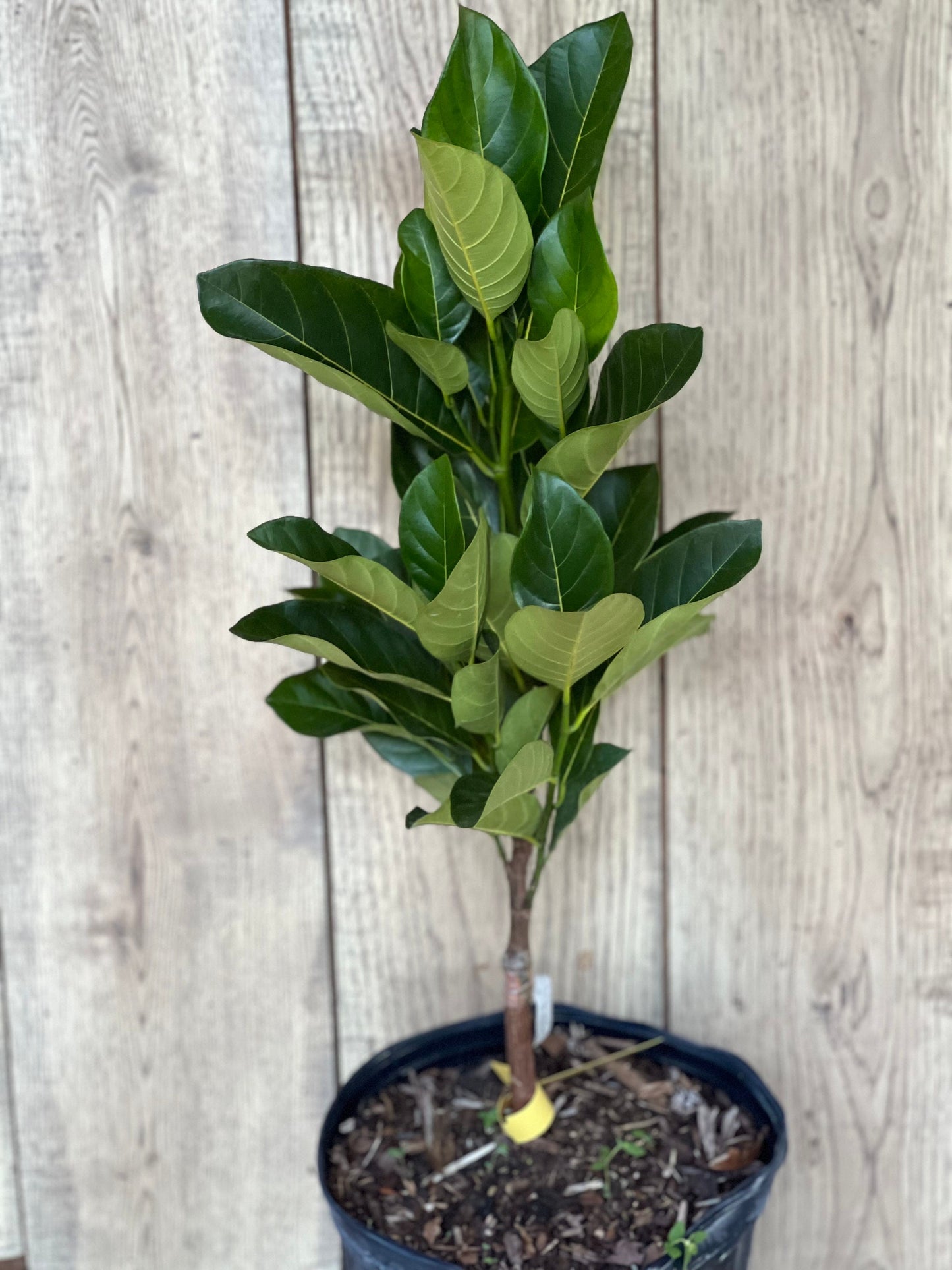 J31 Jack Fruit, Dwarf in 3 Gallon Pot, Grafted, Artocarpus heterophyllus, no ship to CA and HI
