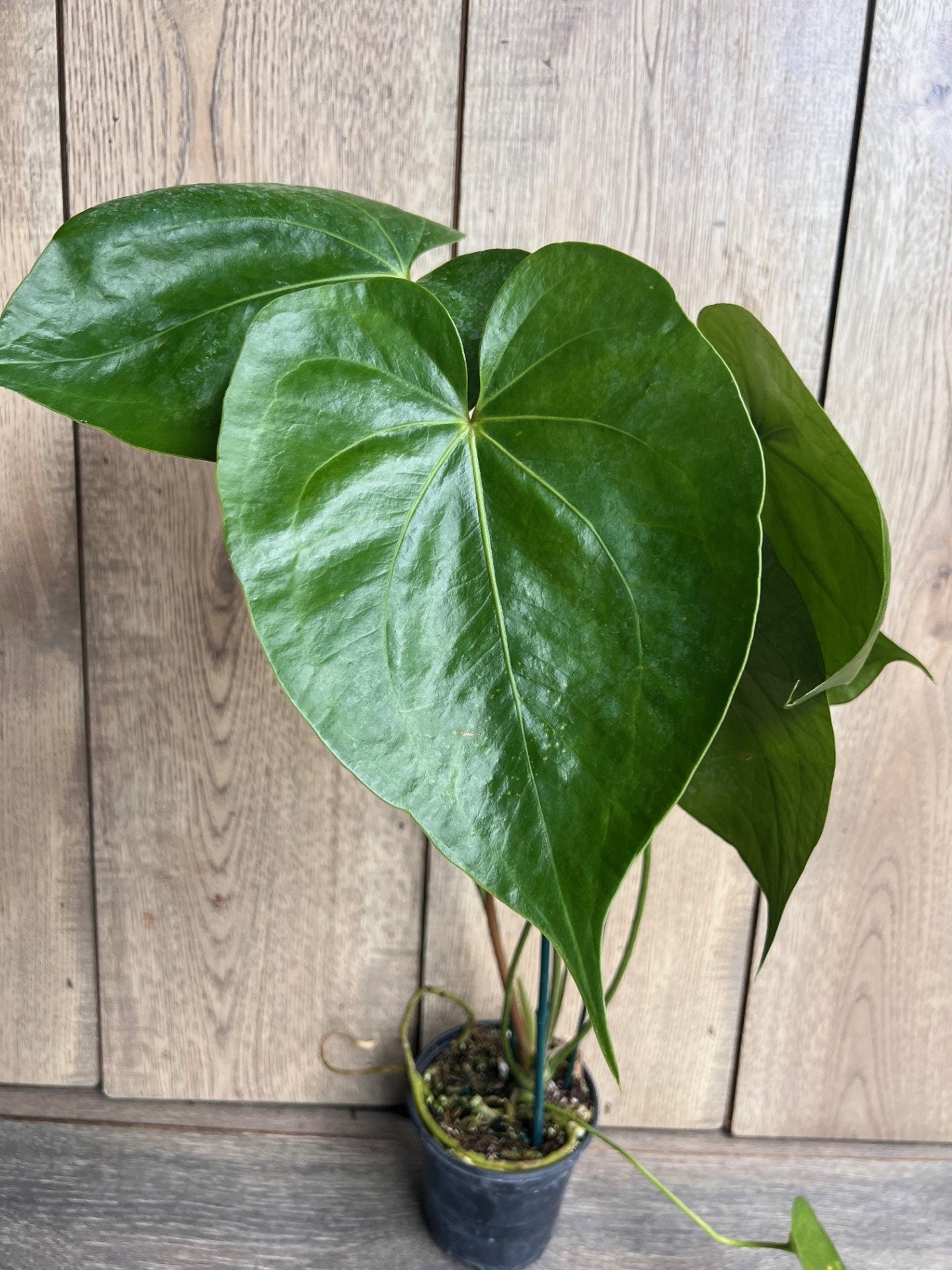 Anthurium faustomirandae, Faustino’s Giant in 4" Pot