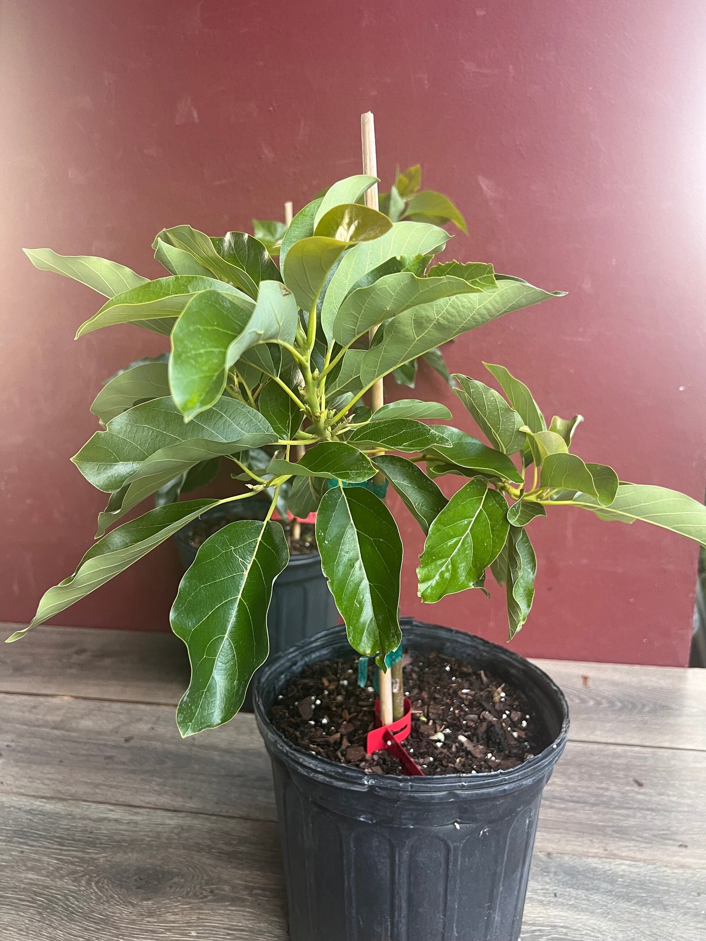 Black Princess avocado Tree , “Cold Hardy” Grafted in 3 Gallon Pot, No Ship to HI