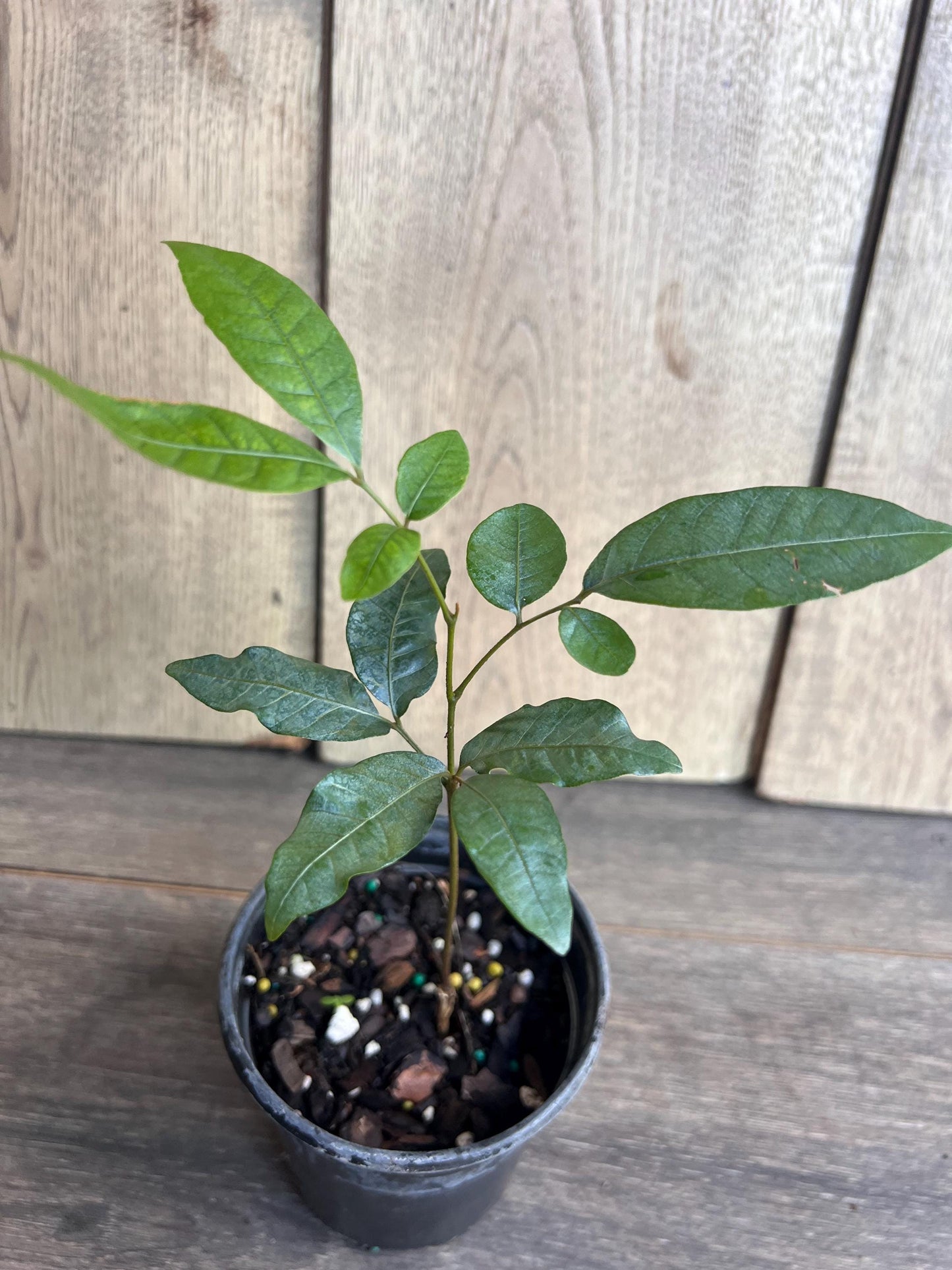 Kohala Longan in 4"" Pot, lengkeng, kelengkeng,