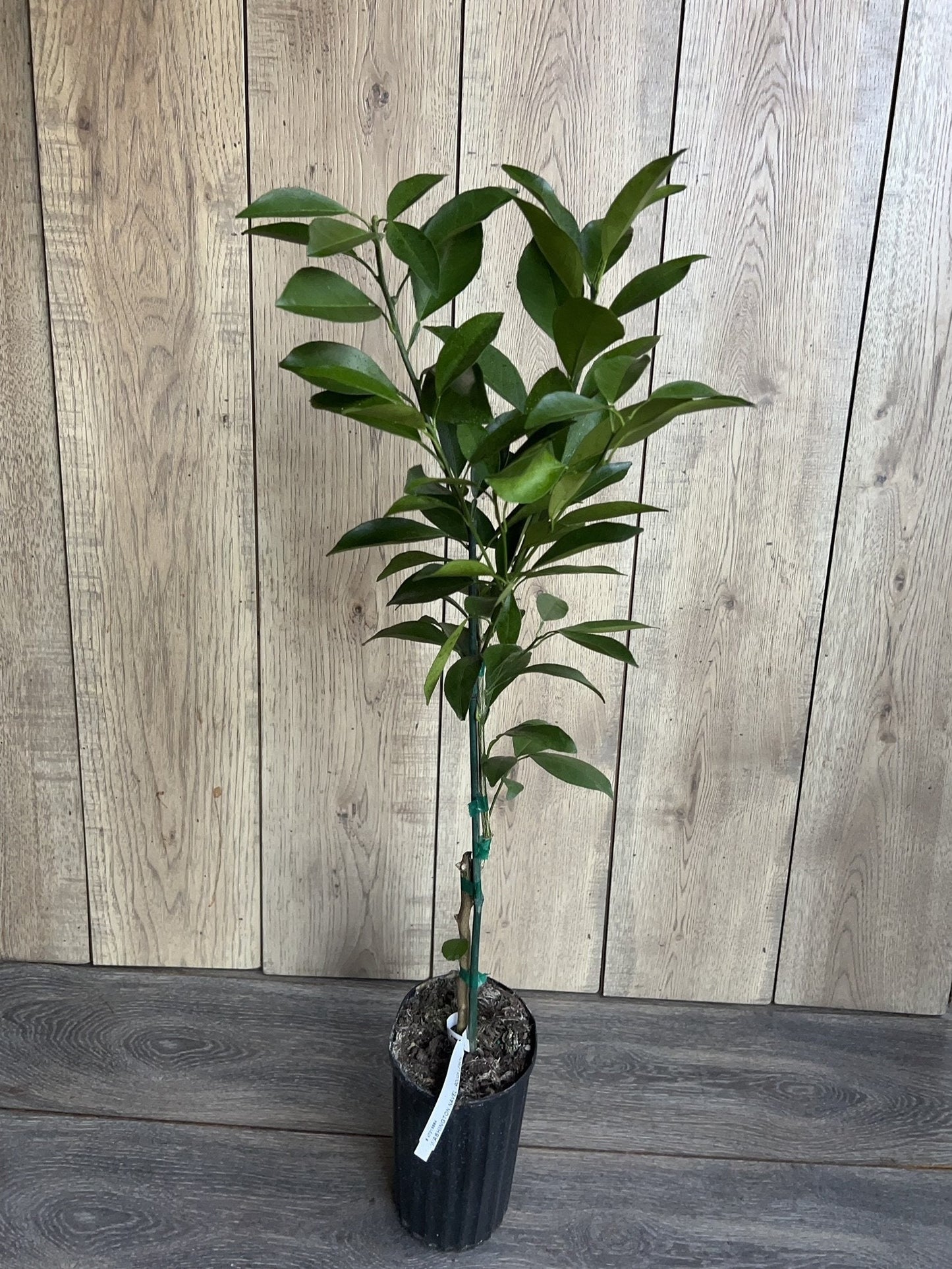 Washington Navel Orange Tree in half Gallon Pot, Grafted, Florida Shipping Only
