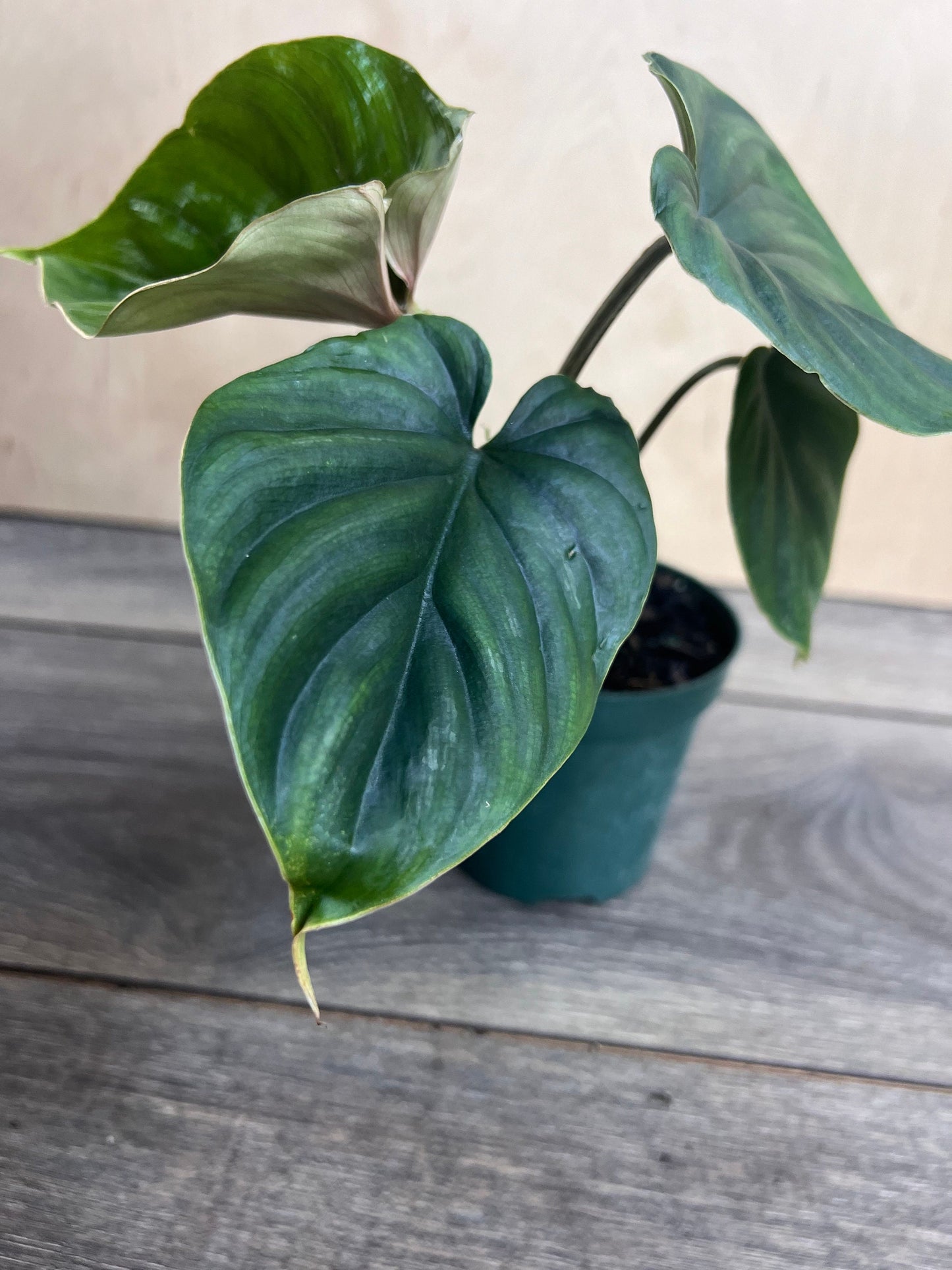 Philodendron Plowmanii in 4” Pot